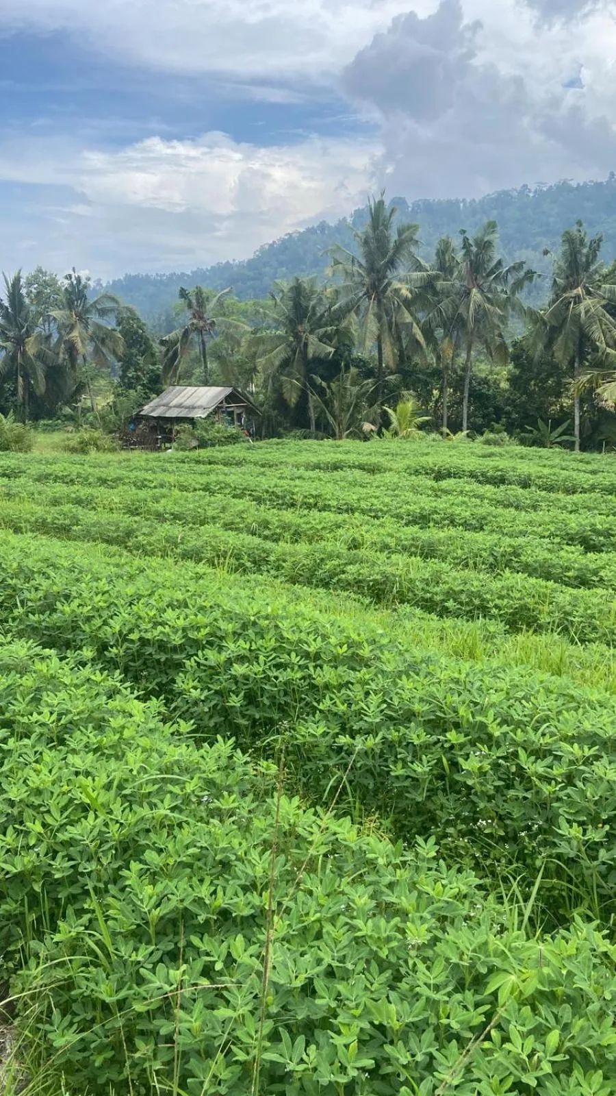 Day in Beji Ayu Villas Sidemen