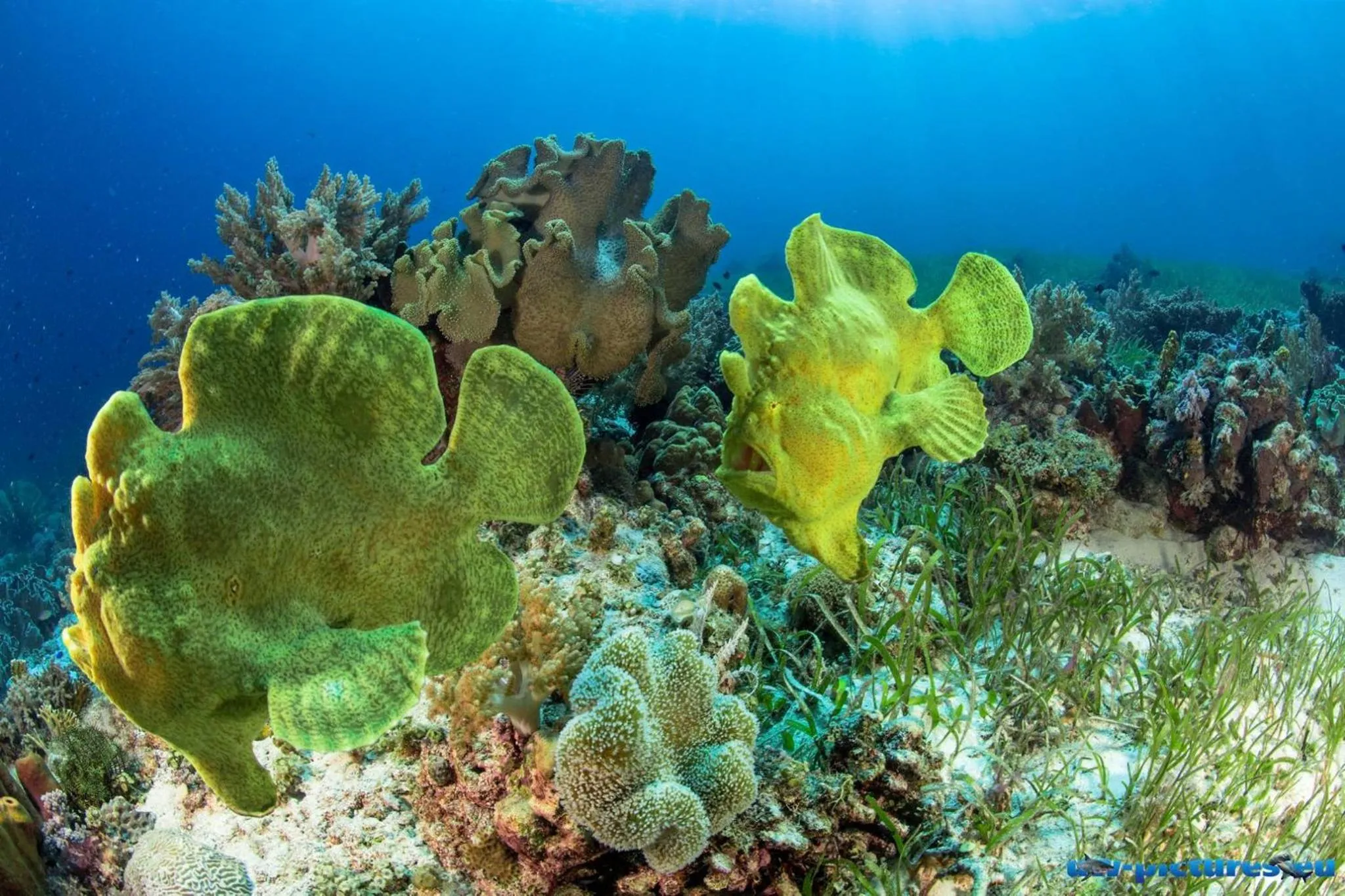 Diving in Vida Homes Condo Resort