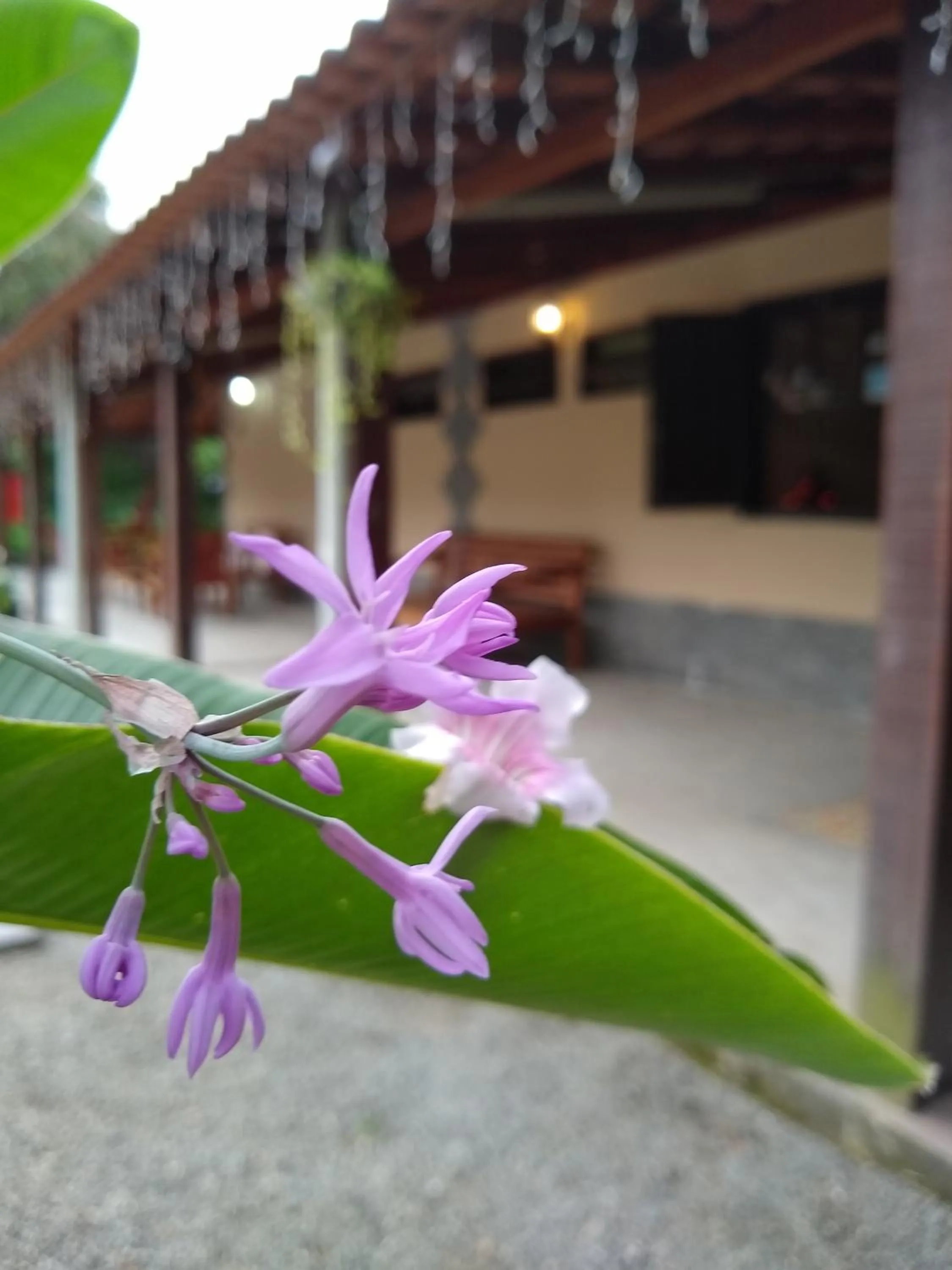 Garden in Pousada Casa do Bosque