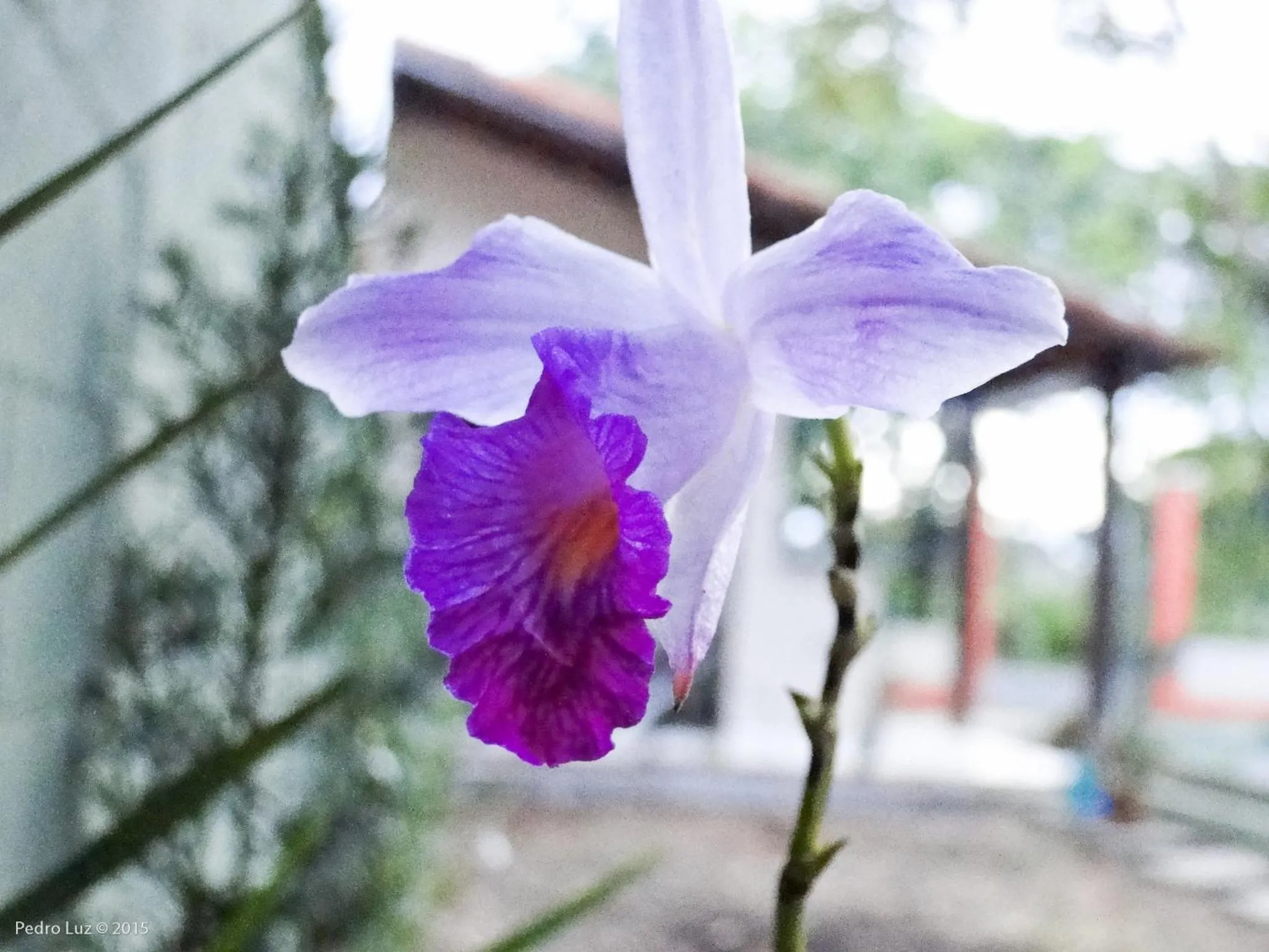 Day in Pousada Casa do Bosque