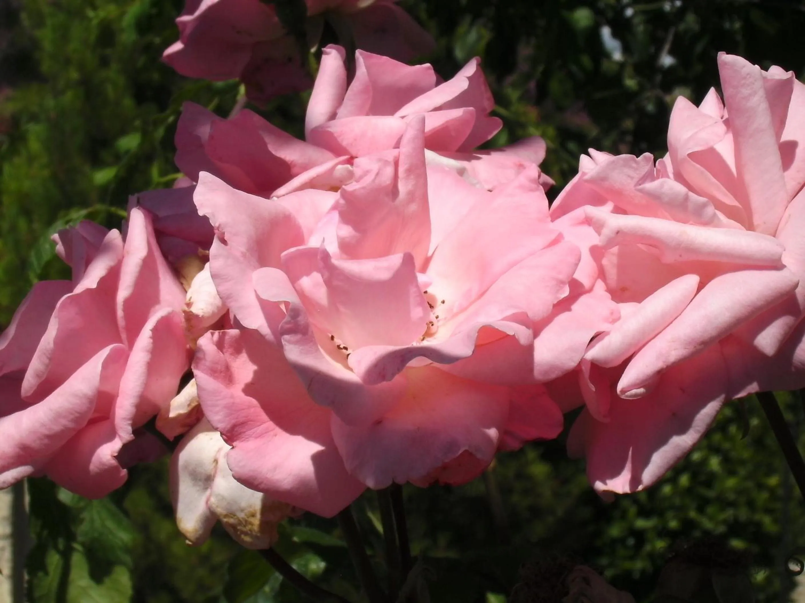 Garden view in "Le Vent d'Étoile" B&B and Guesthouses