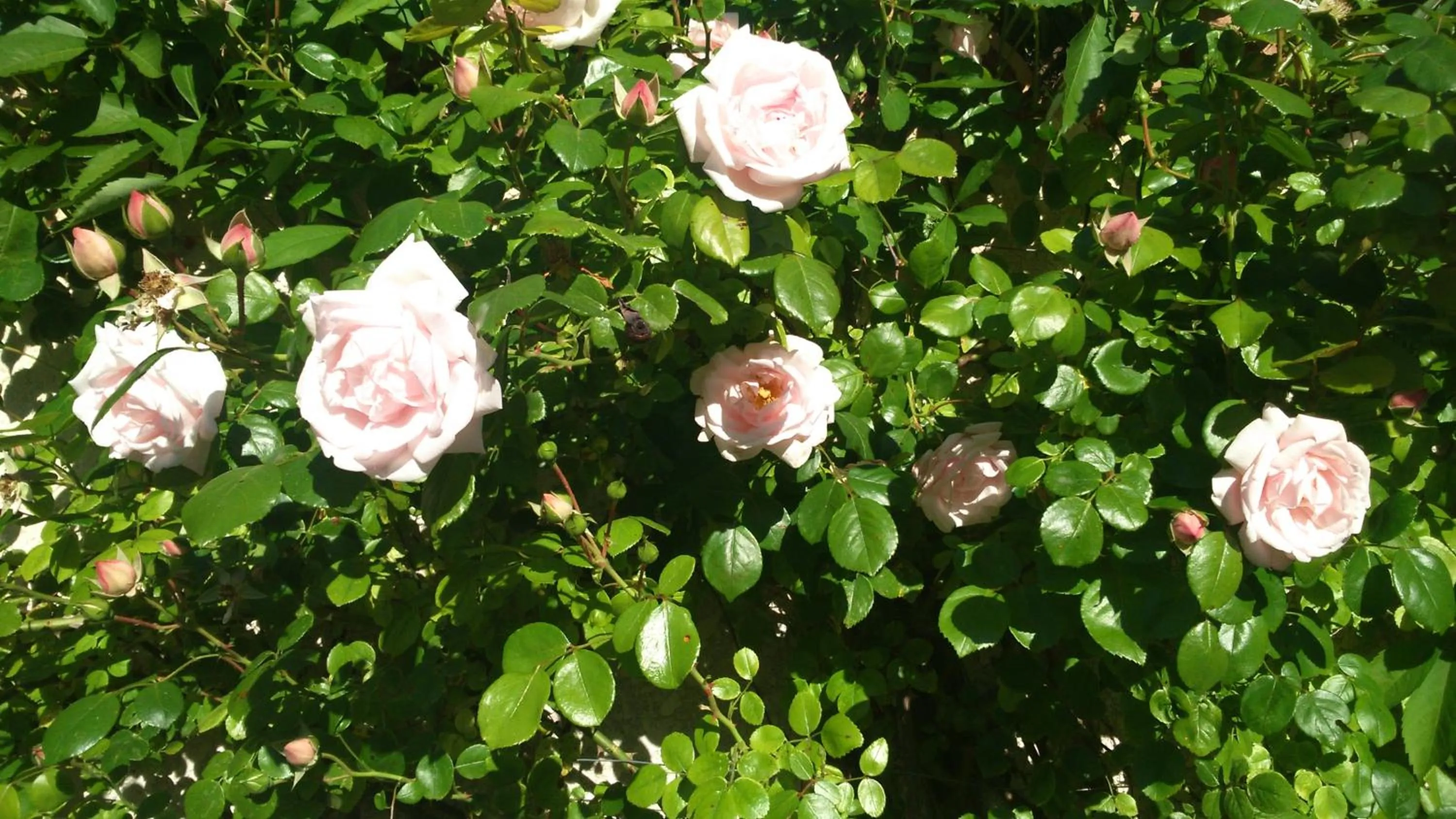 Garden in "Le Vent d'Étoile" B&B and Guesthouses