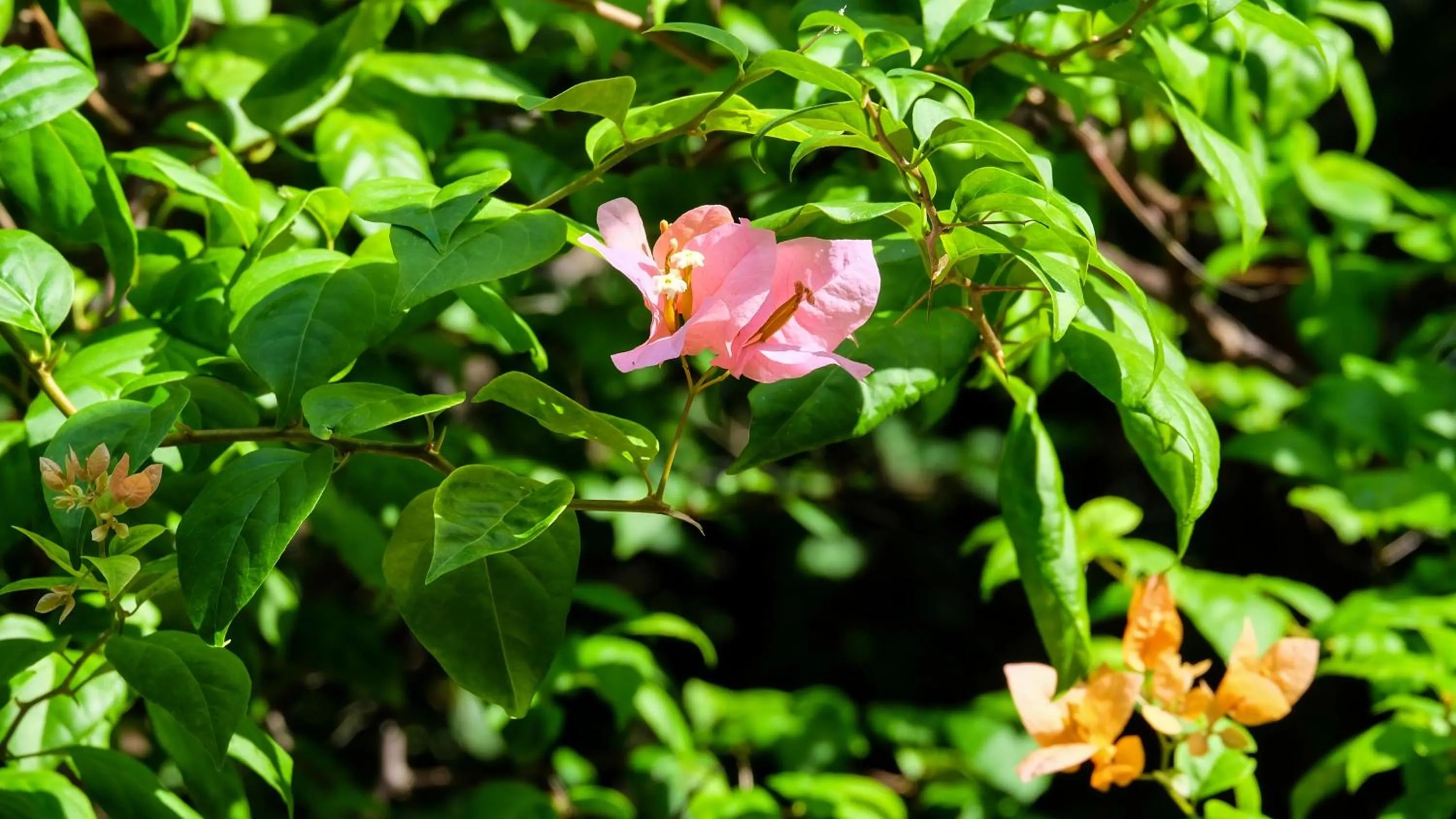 Garden in Seasons Lodge Zanzibar