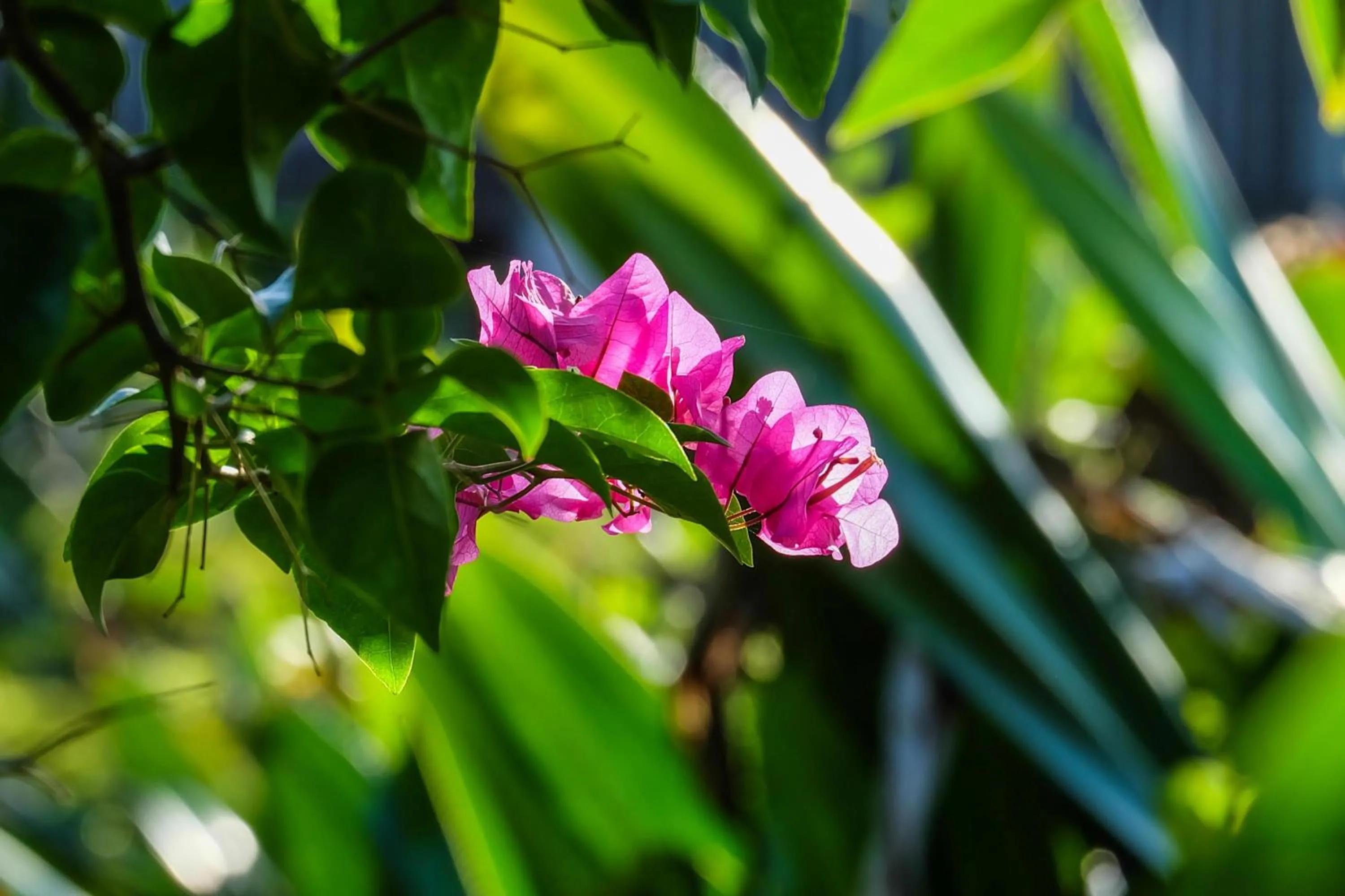 Garden in Seasons Lodge Zanzibar