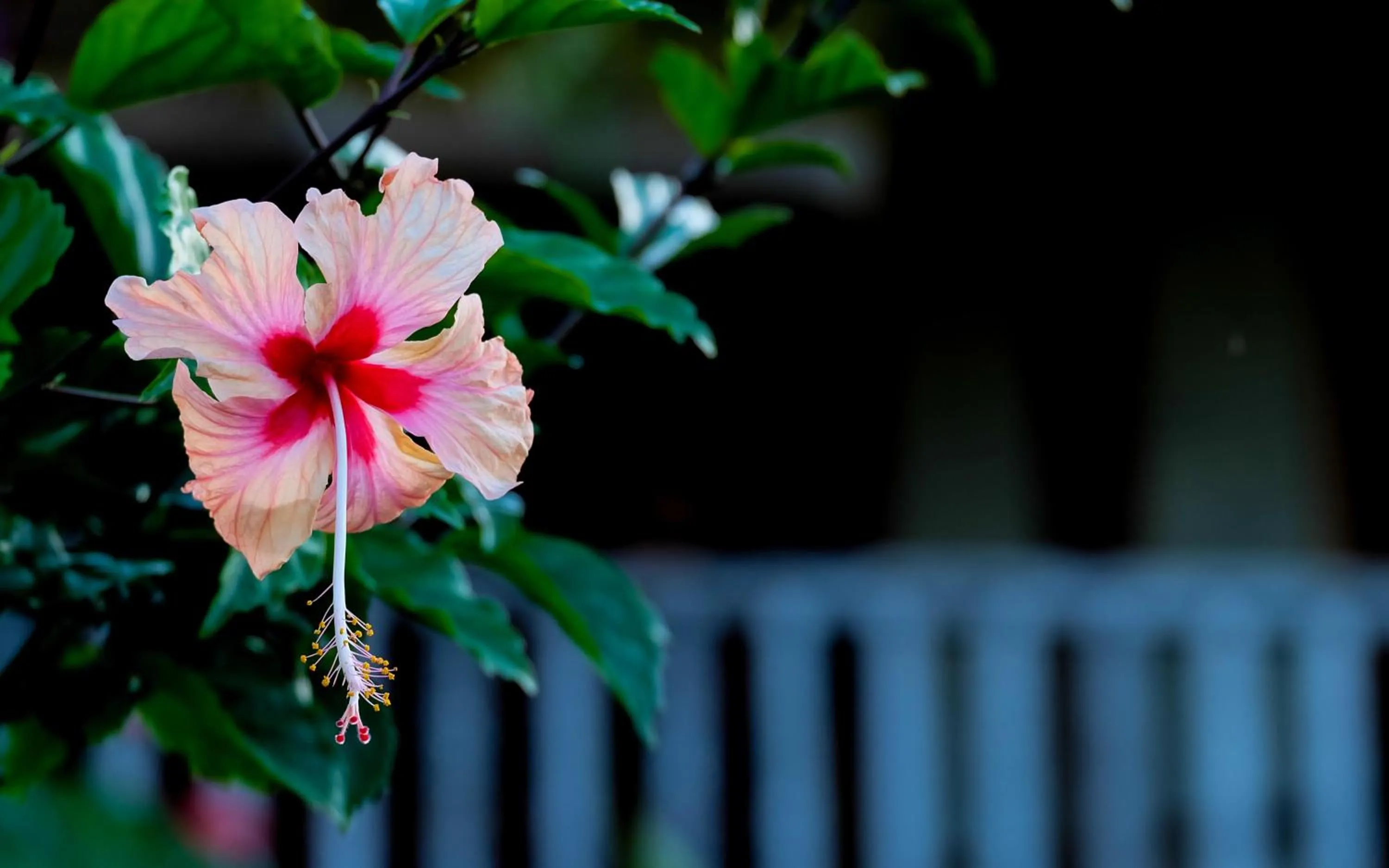 Garden in Seasons Lodge Zanzibar