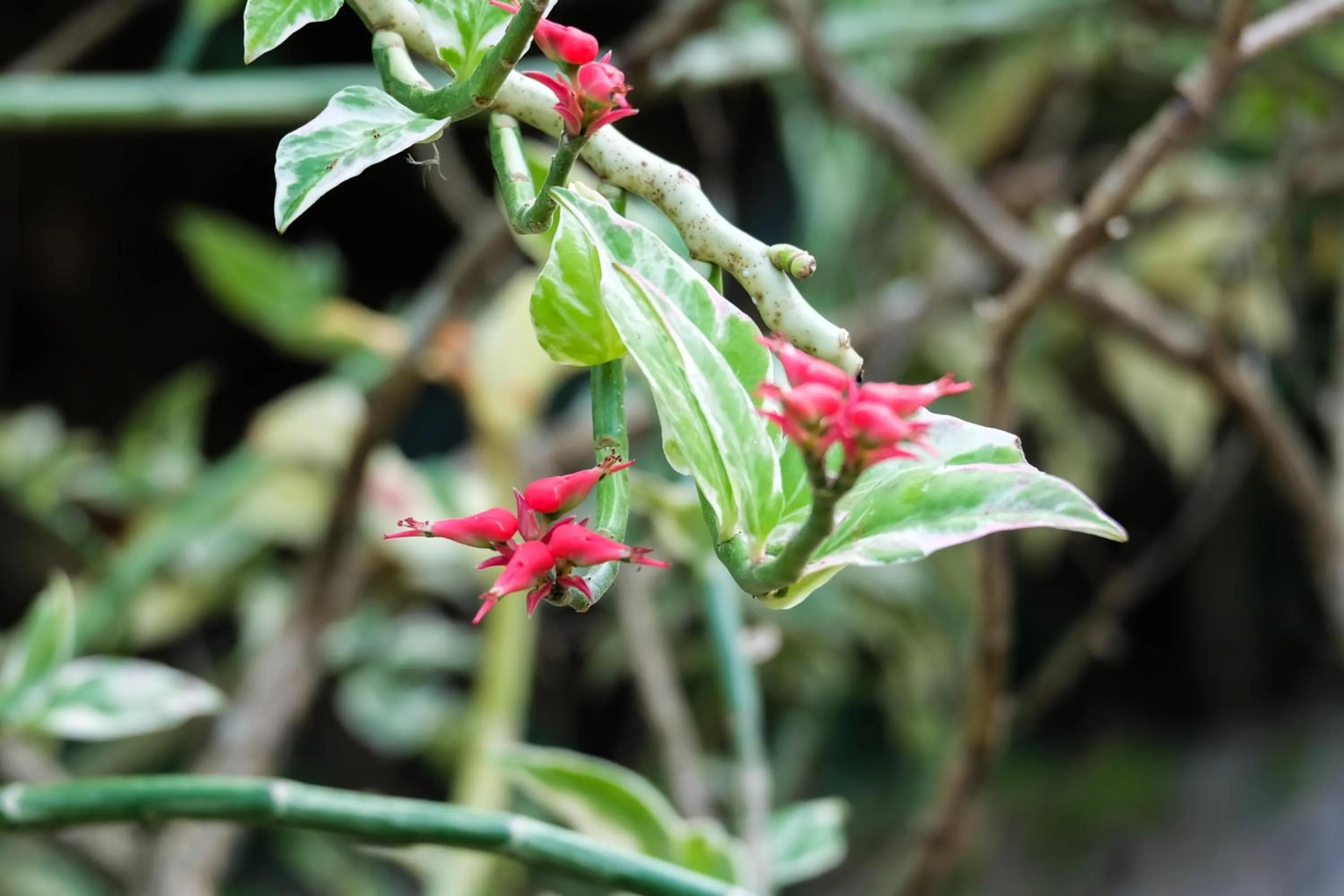 Garden in Seasons Lodge Zanzibar