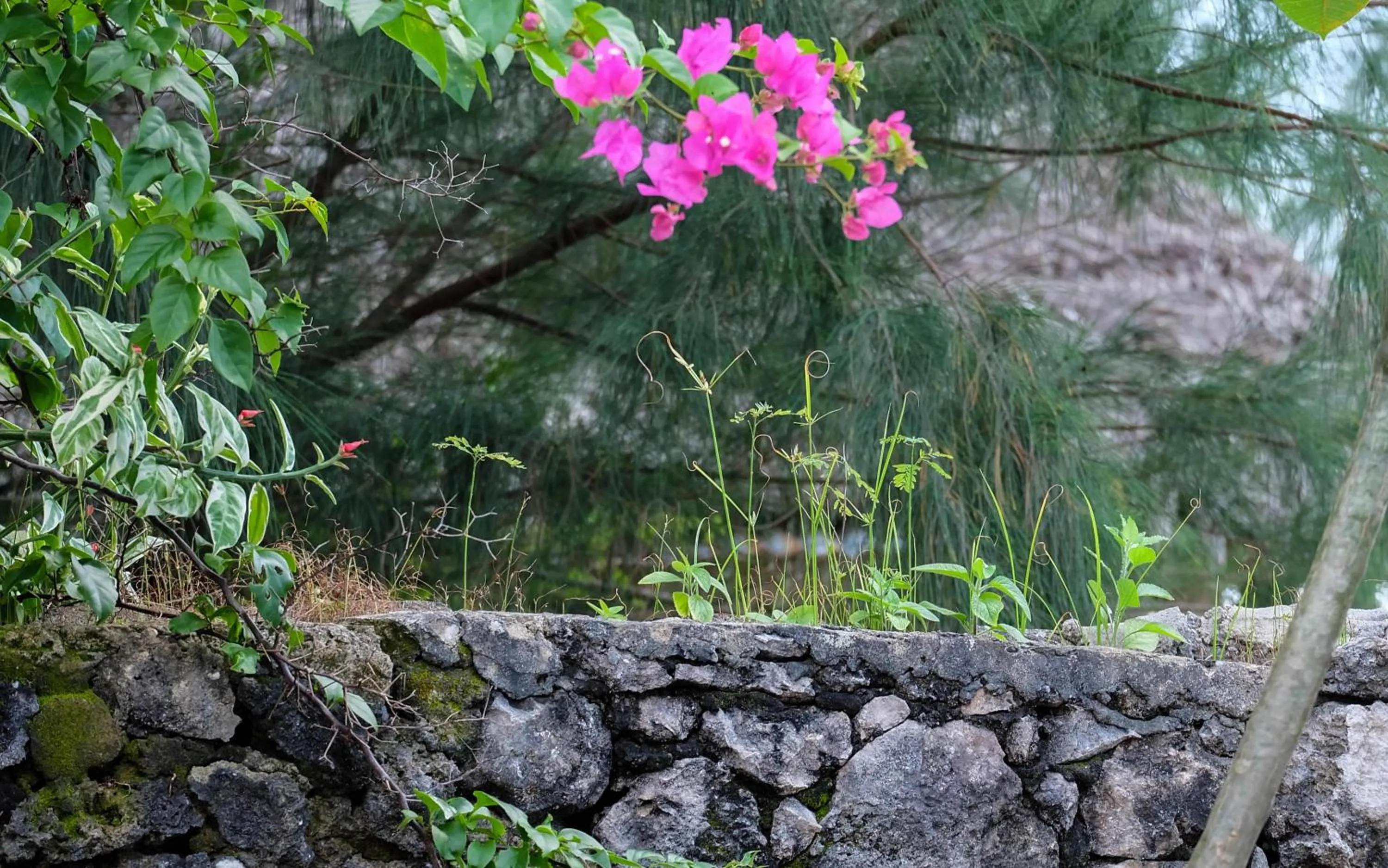 Natural landscape in Seasons Lodge Zanzibar
