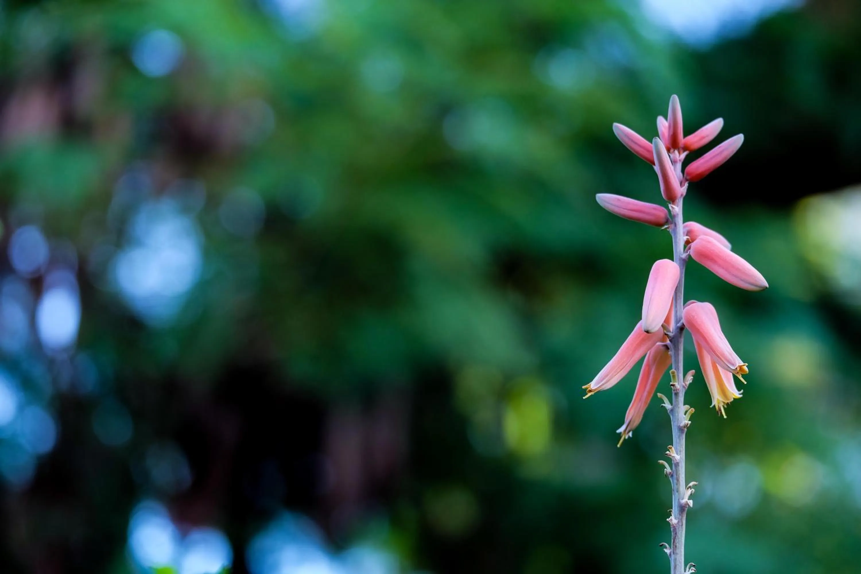 Garden in Seasons Lodge Zanzibar