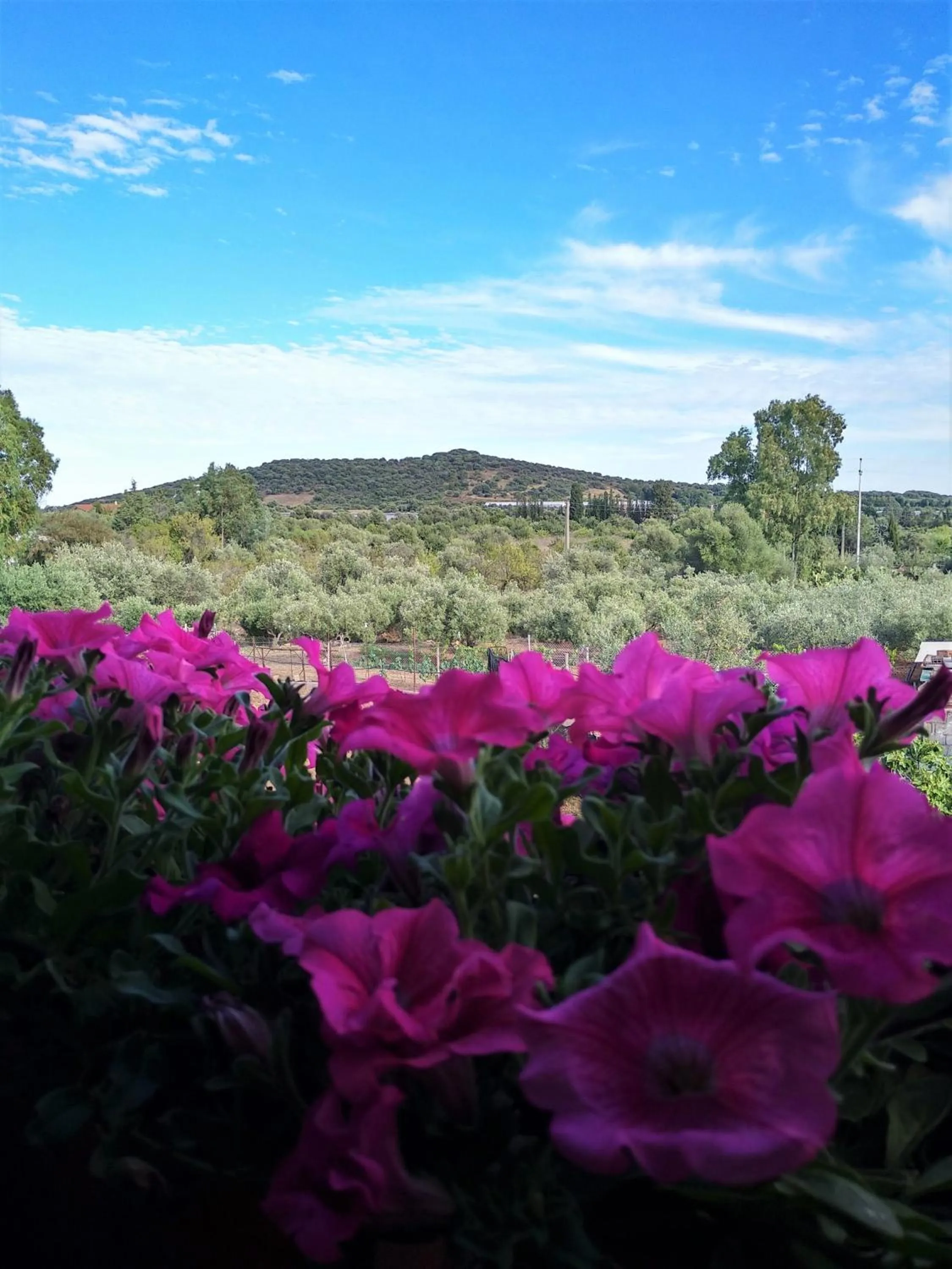 Natural landscape in B&B L'Asfodelo