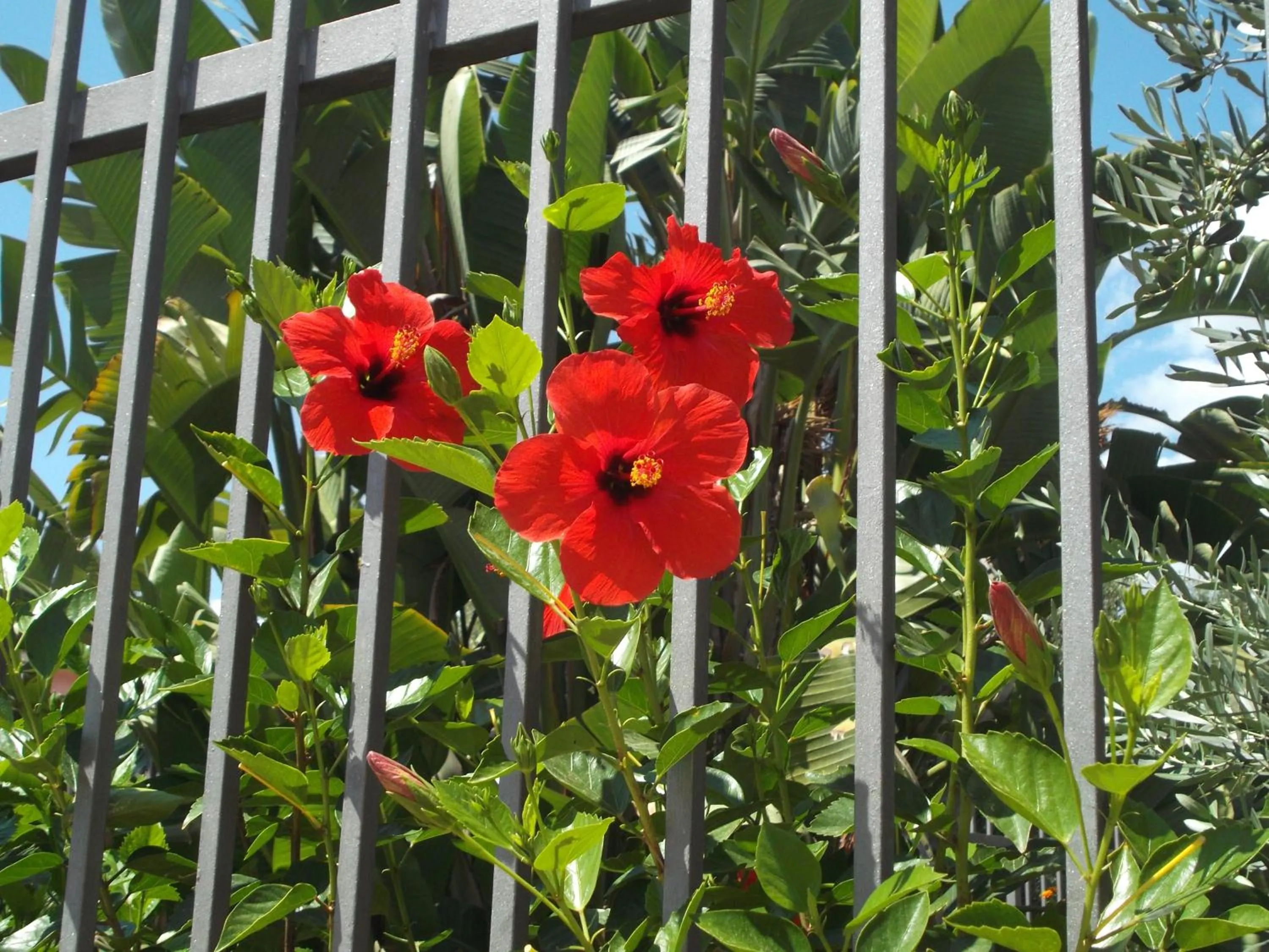 Garden in B&B L'Asfodelo