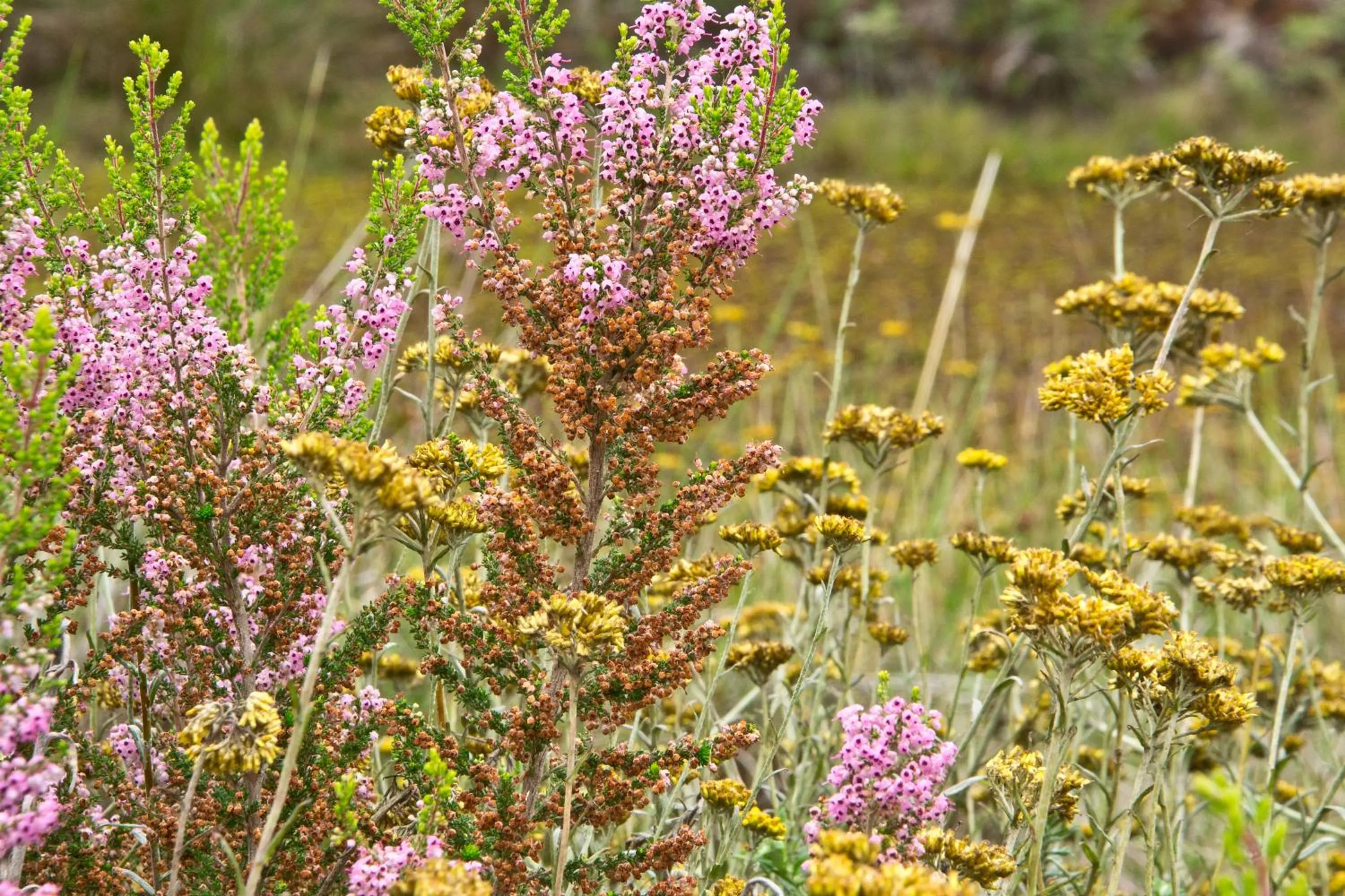 Kay and Monty Vineyard View