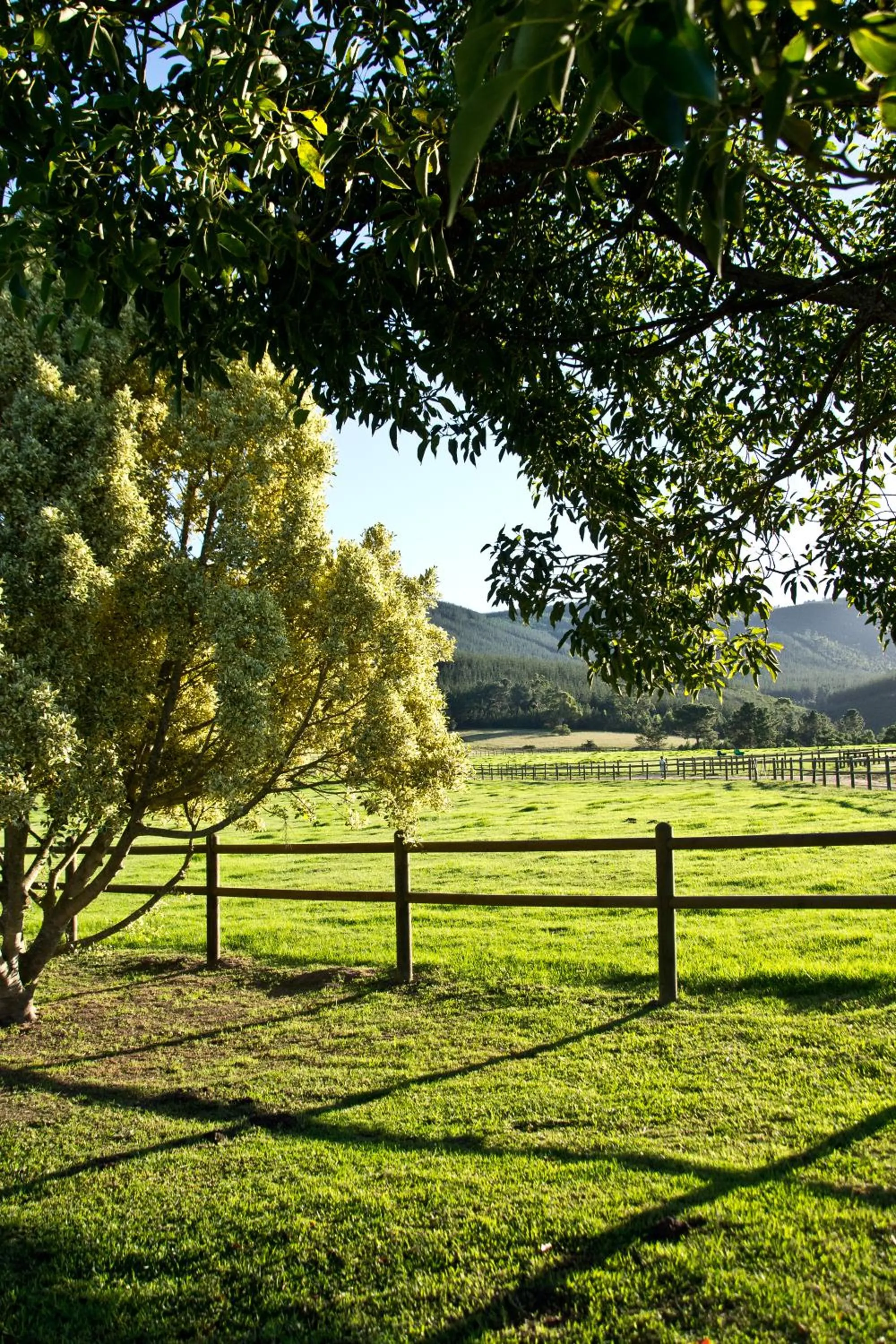Kay and Monty Vineyard View