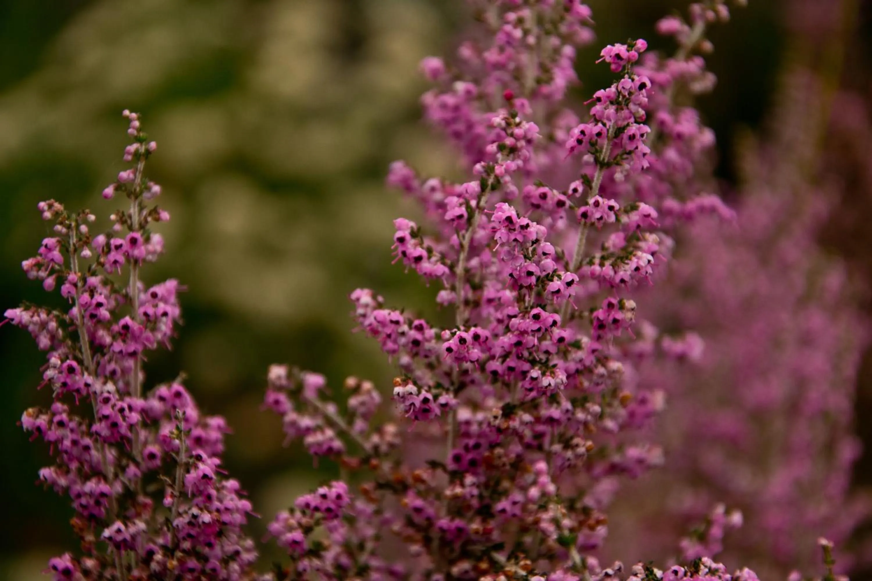 Kay and Monty Vineyard View