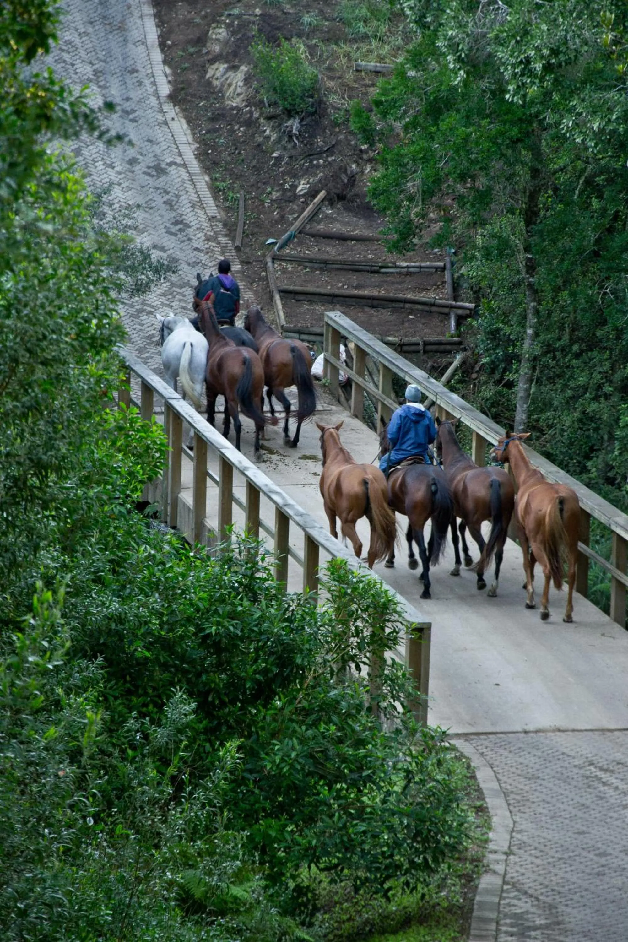 Natural landscape in Kay and Monty Vineyard View