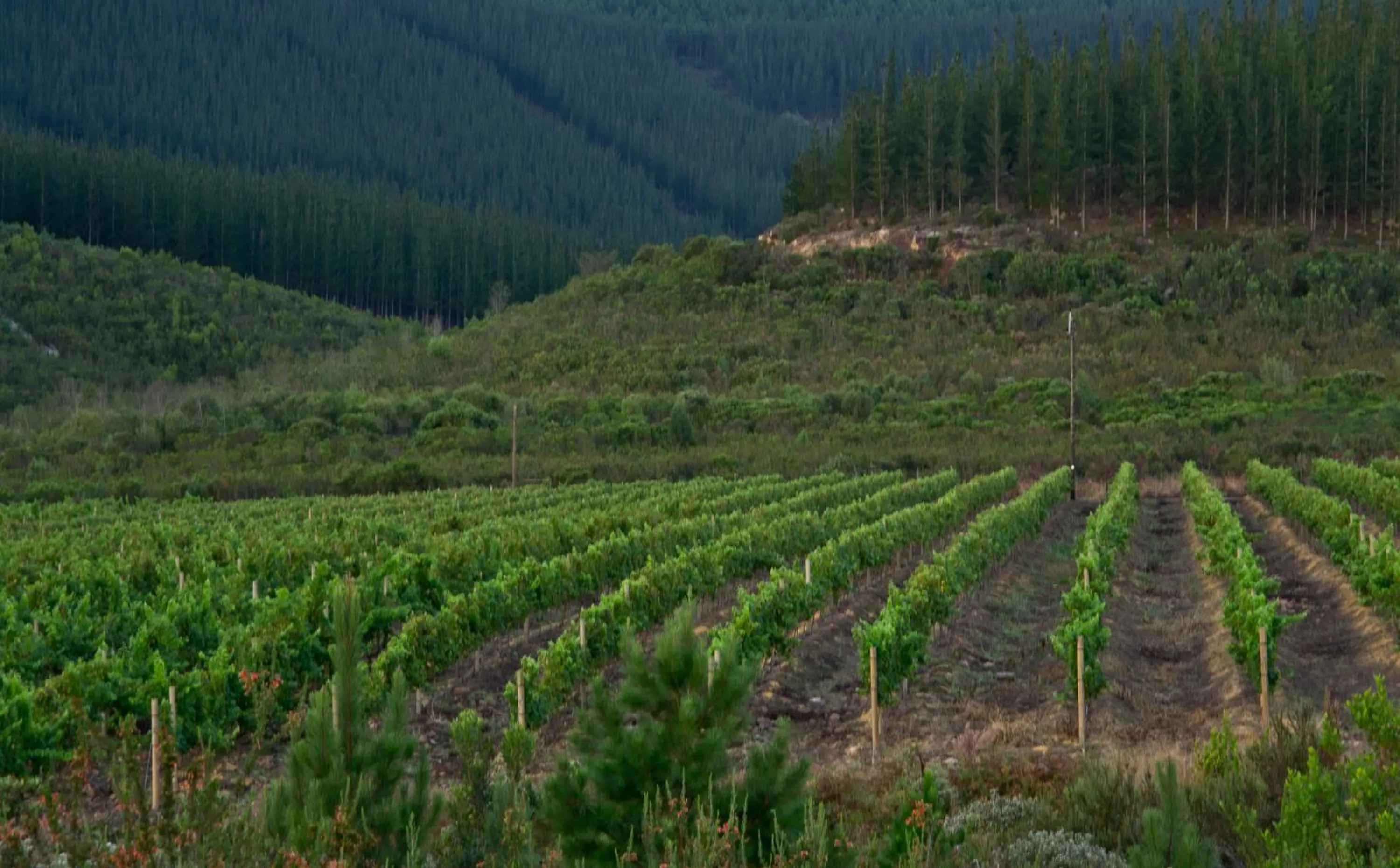 Natural landscape in Kay and Monty Vineyard View