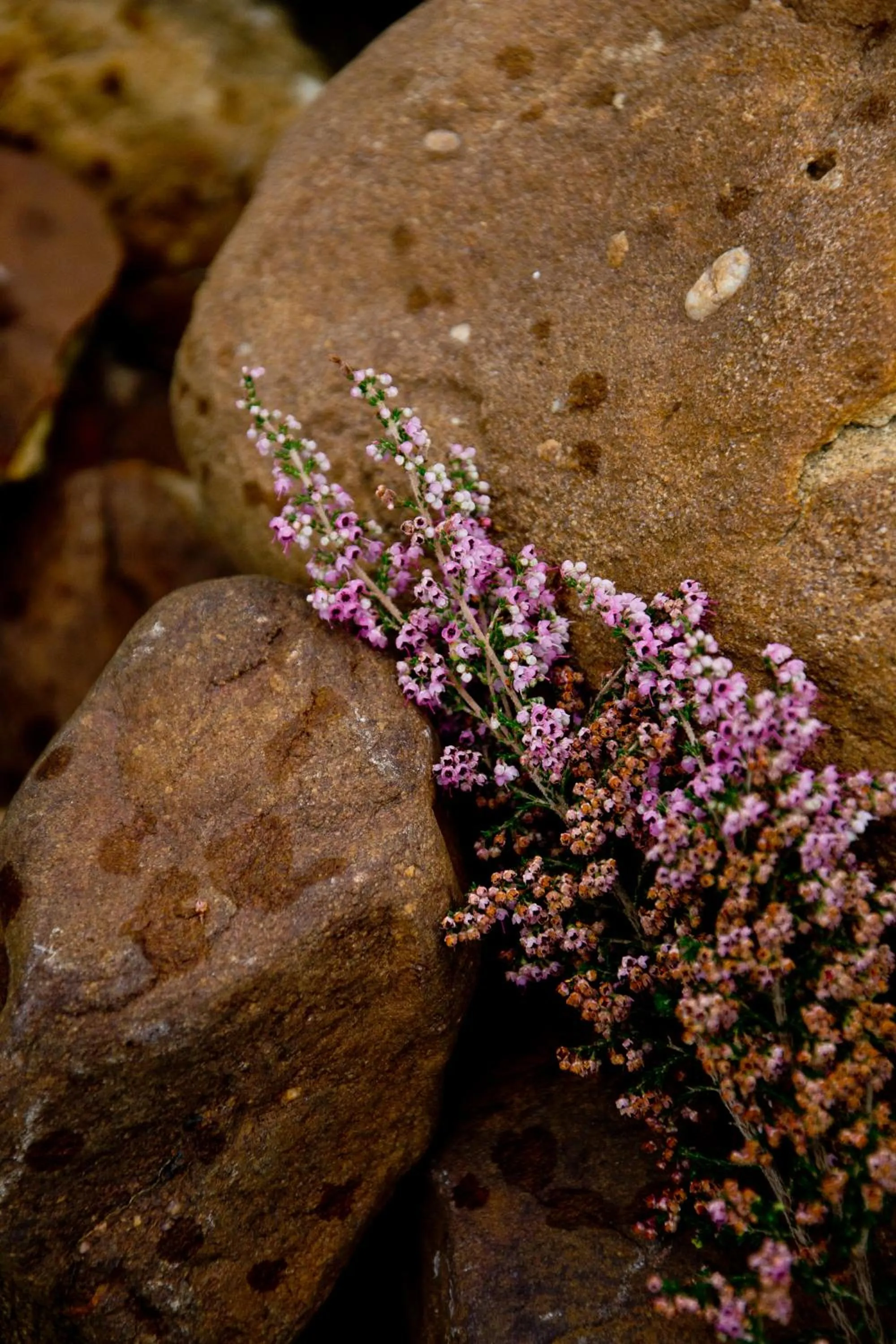Kay and Monty Vineyard View