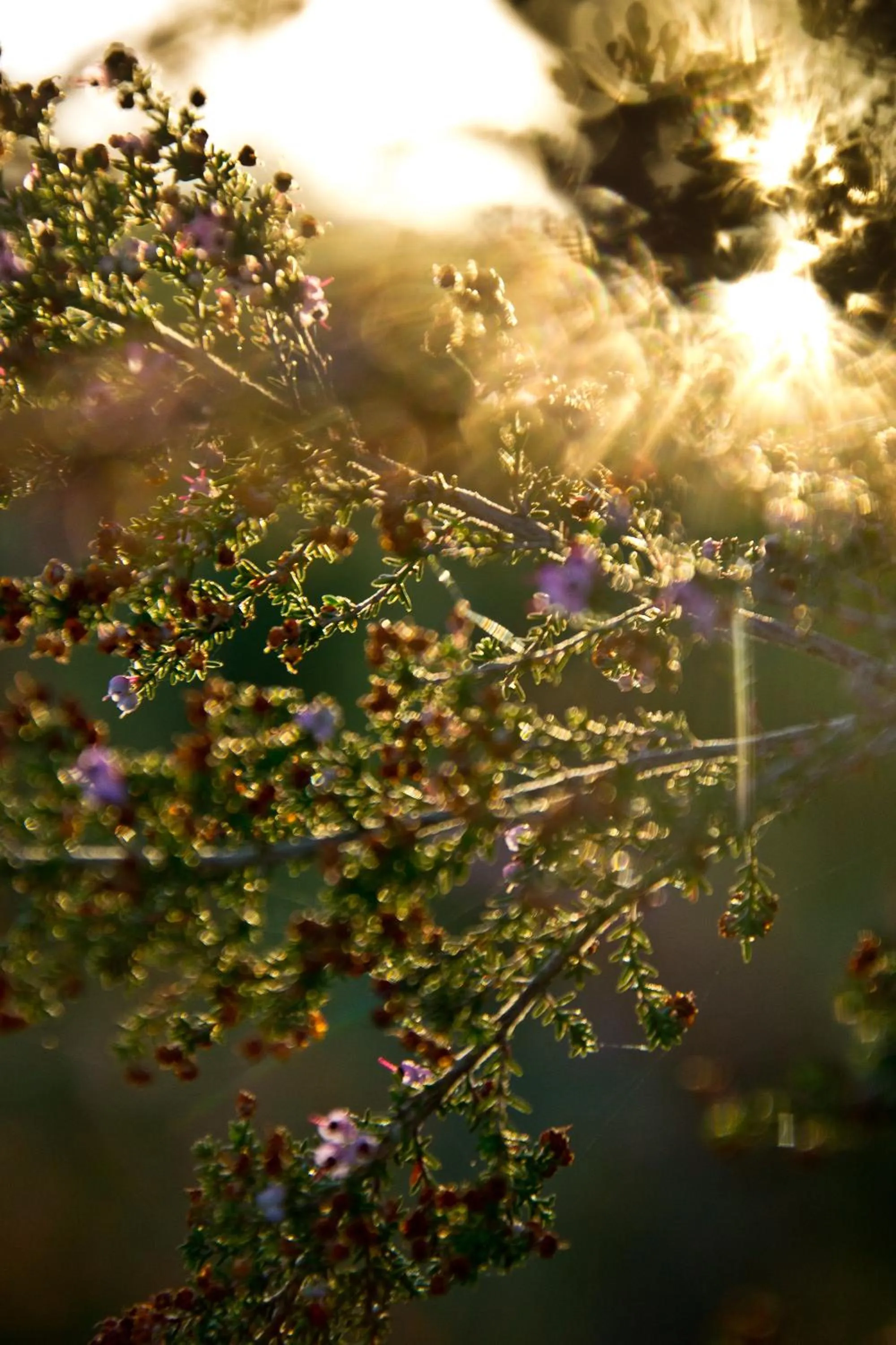 Kay and Monty Vineyard View