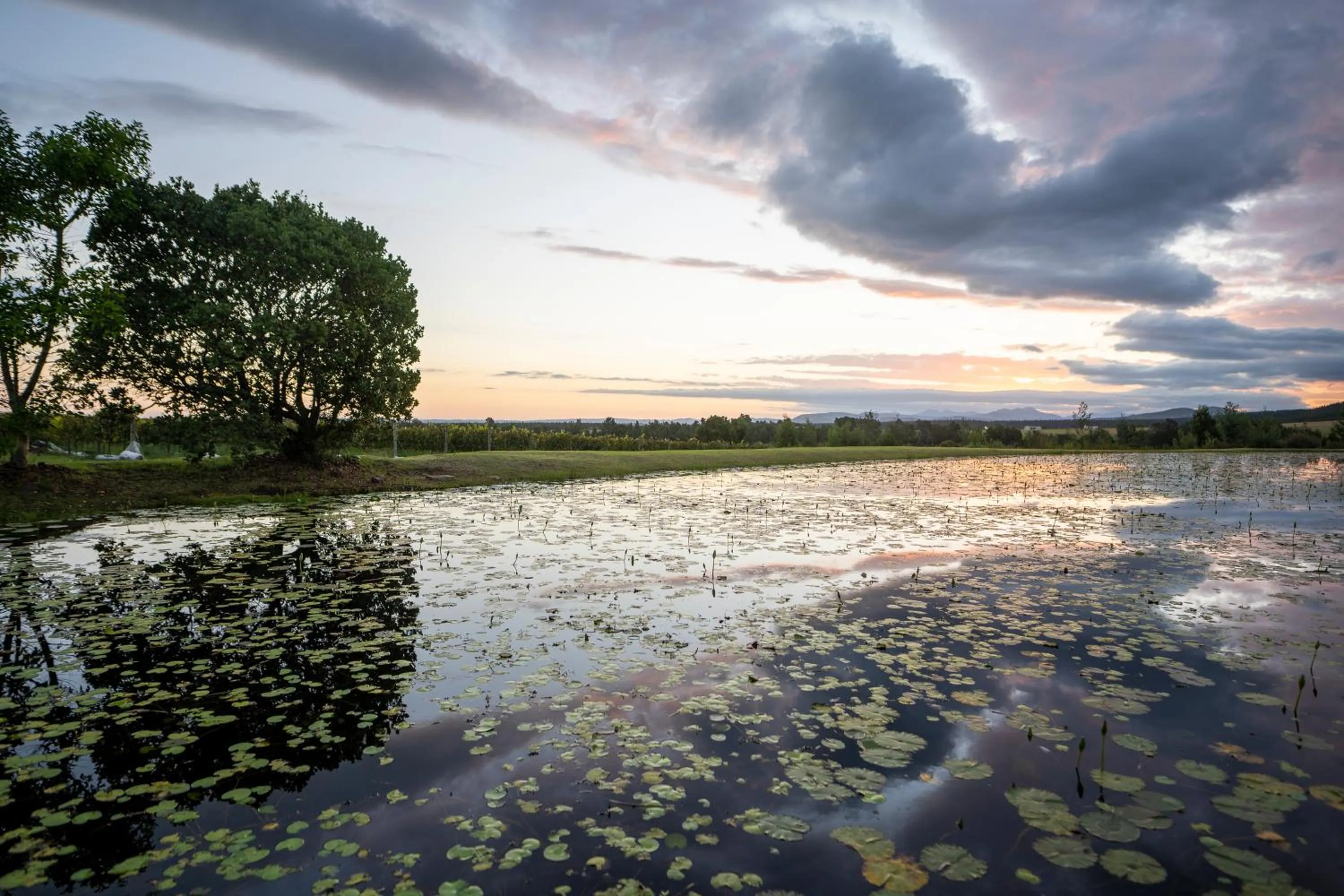 Kay and Monty Vineyard View