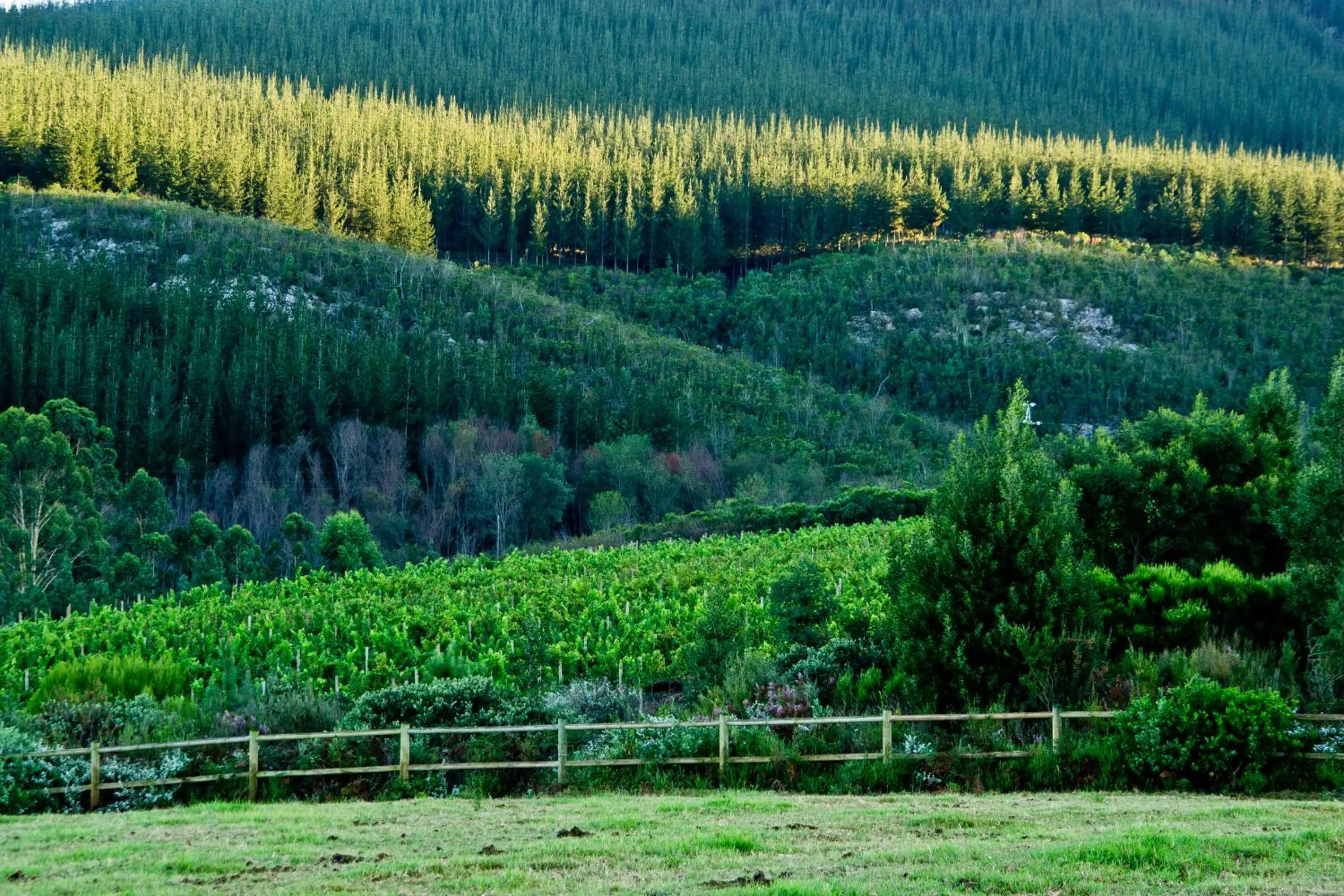 Kay and Monty Vineyard View