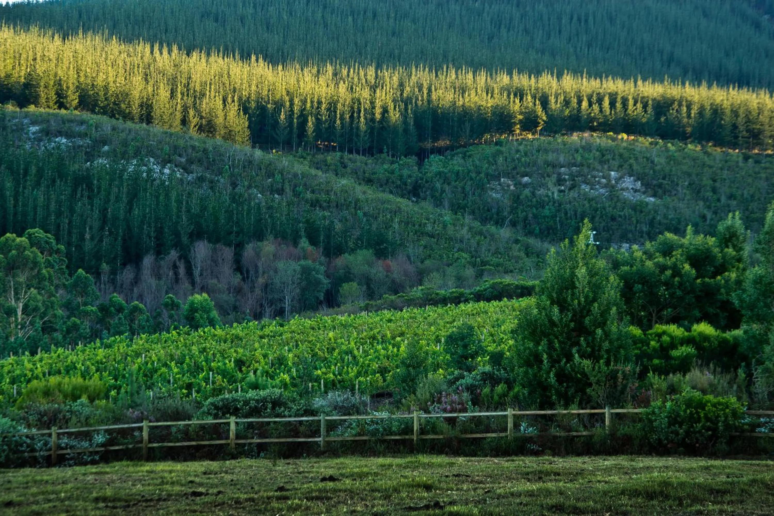 Kay and Monty Vineyard View