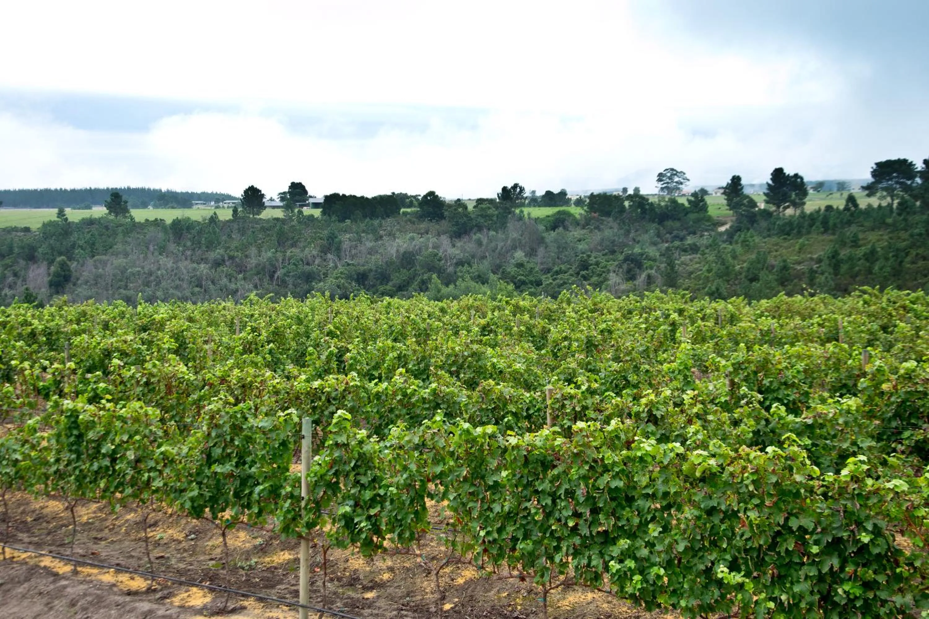Kay and Monty Vineyard View