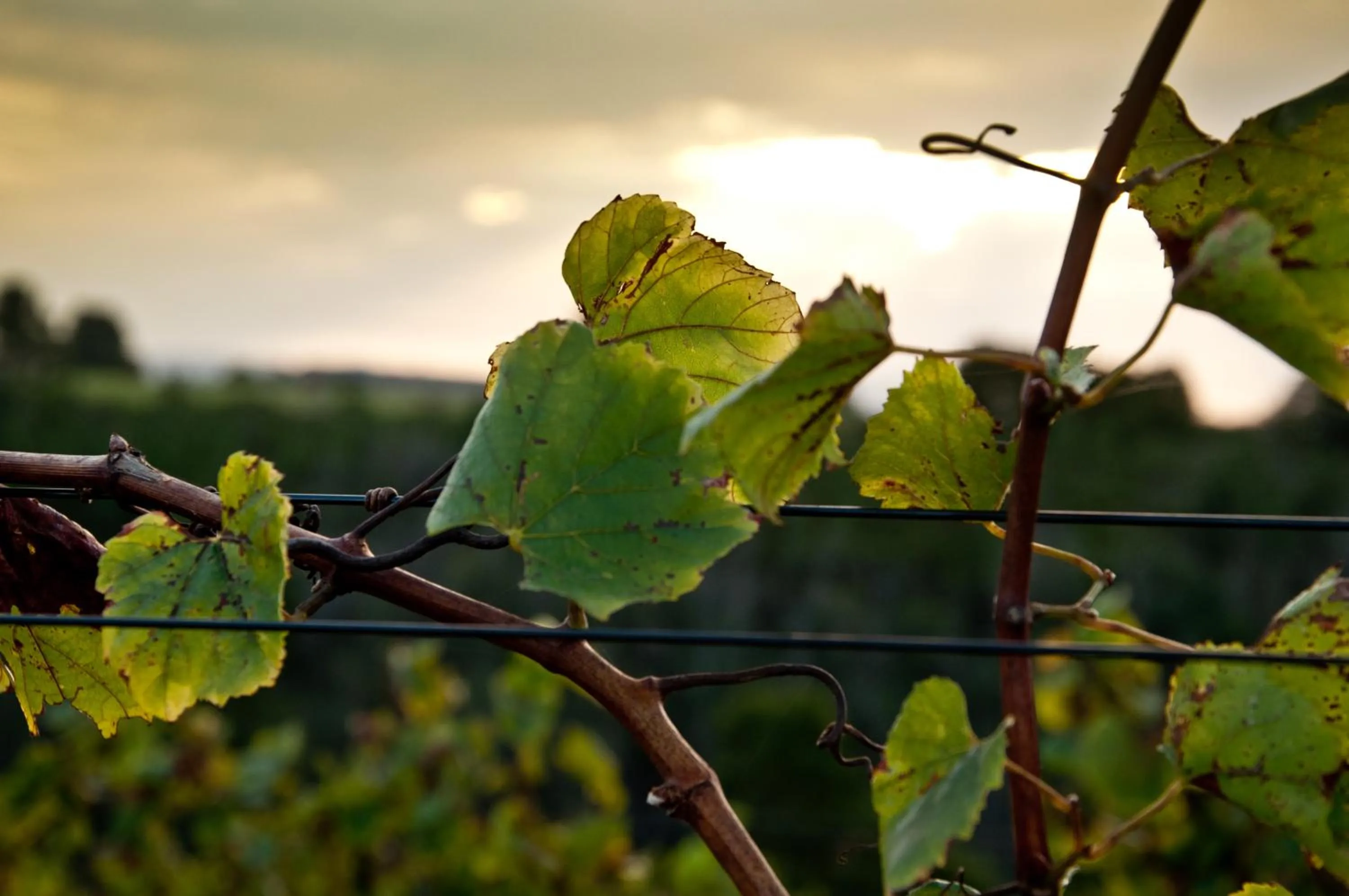 Kay and Monty Vineyard View