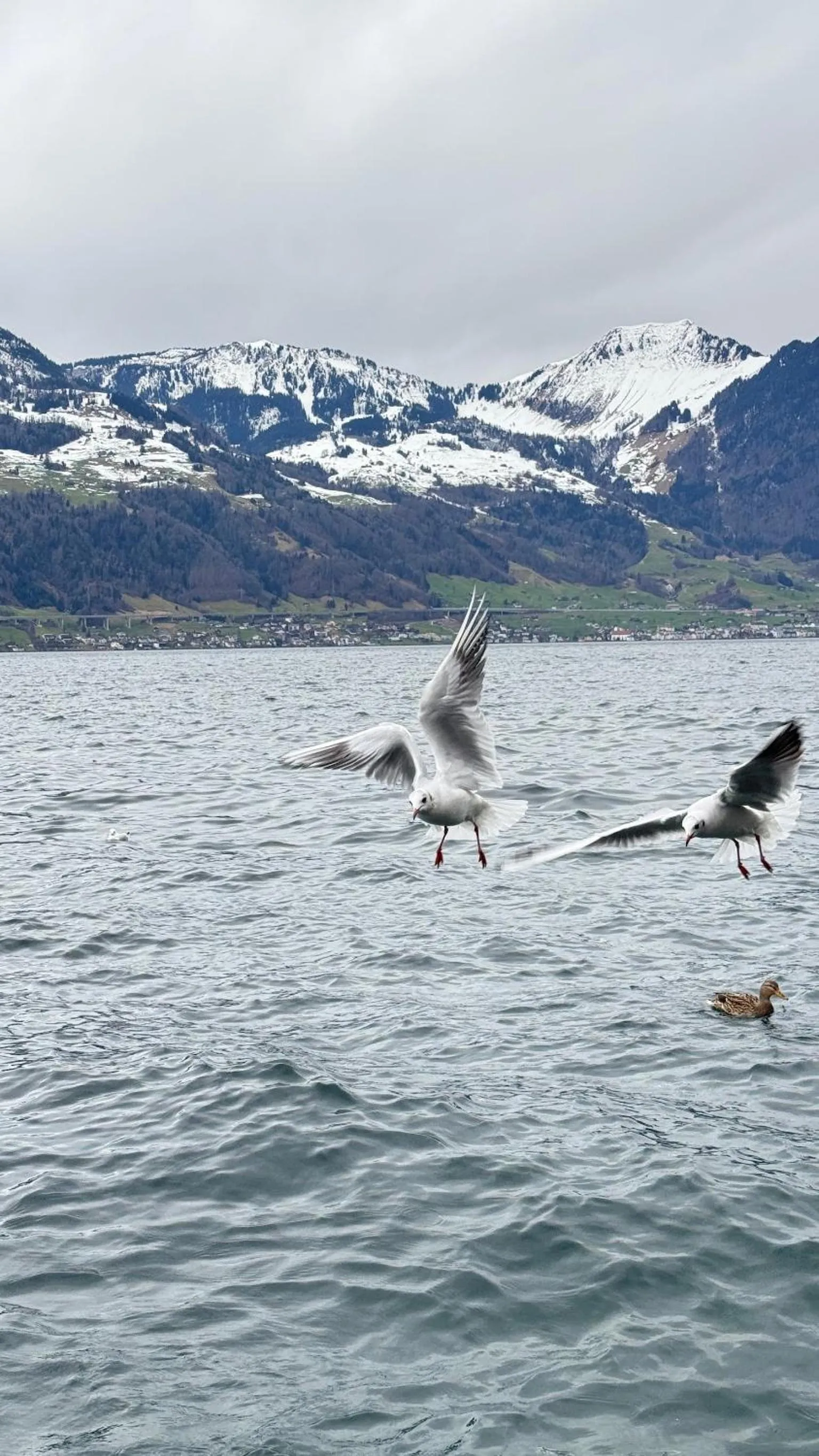 Natural landscape in Seehotel Schwert