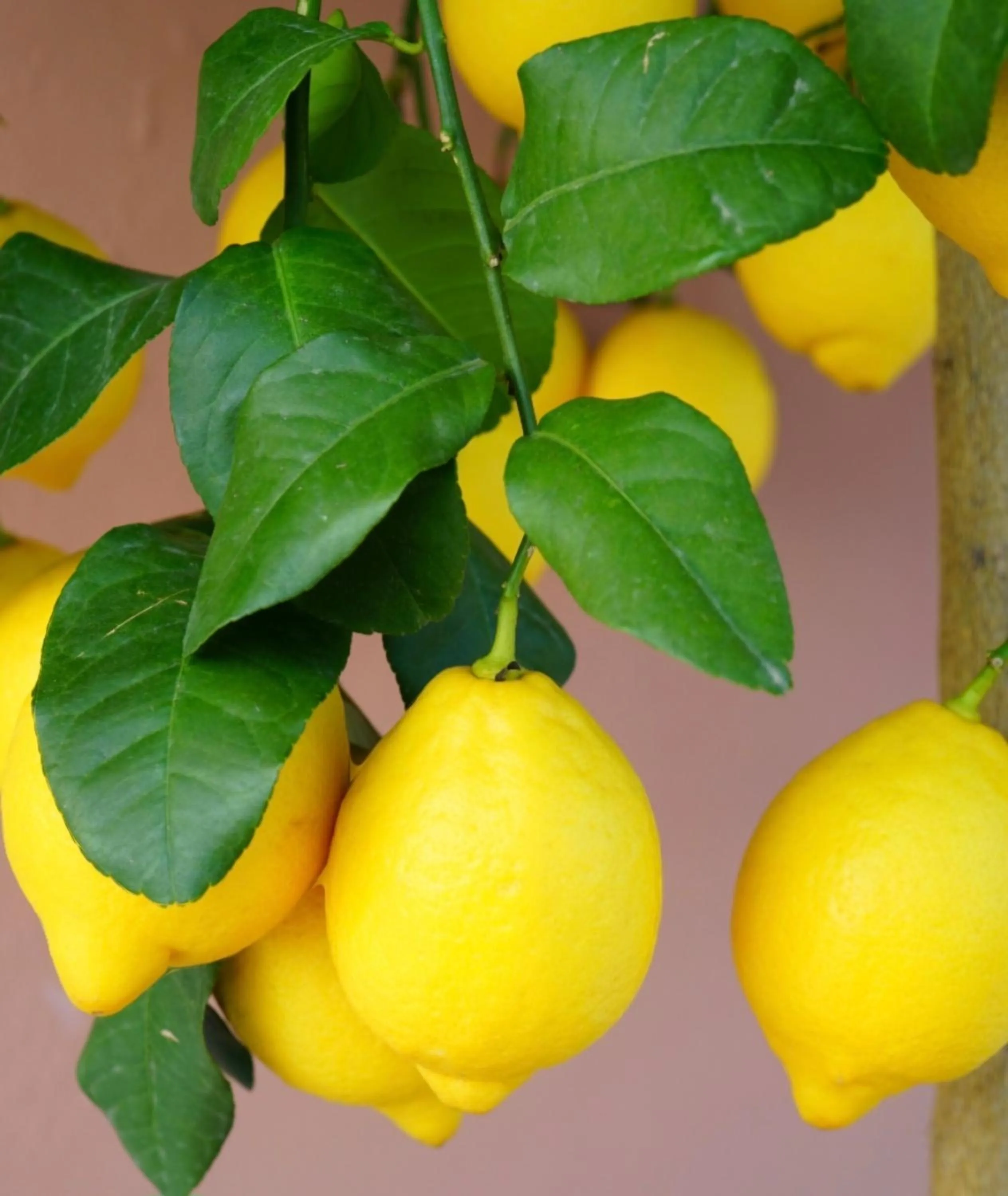 Nearby landmark in B&B Le Lumìe "Il Cortiletto Del Centro"
