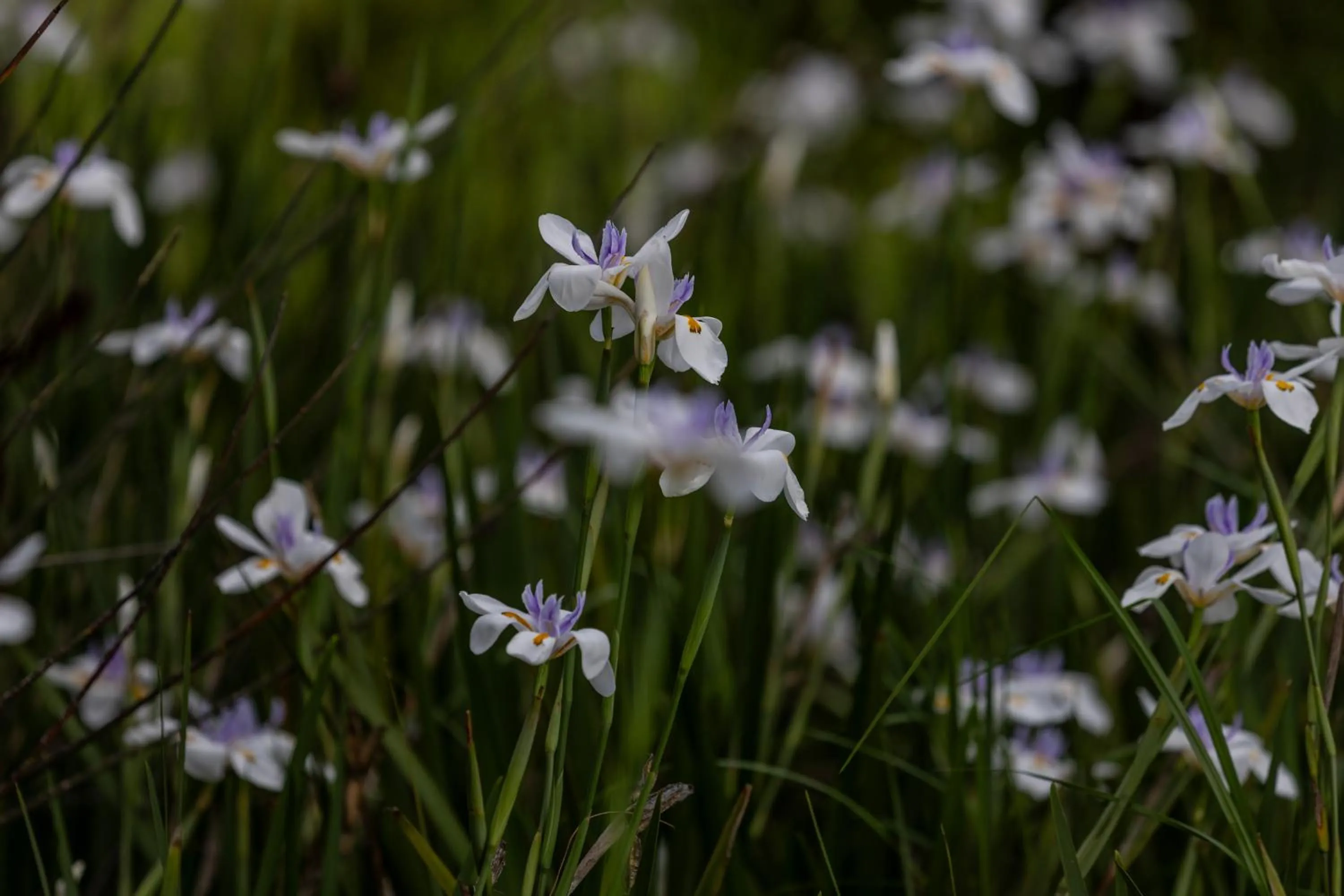 Highveld Splendour Boutique Bed and Breakfast