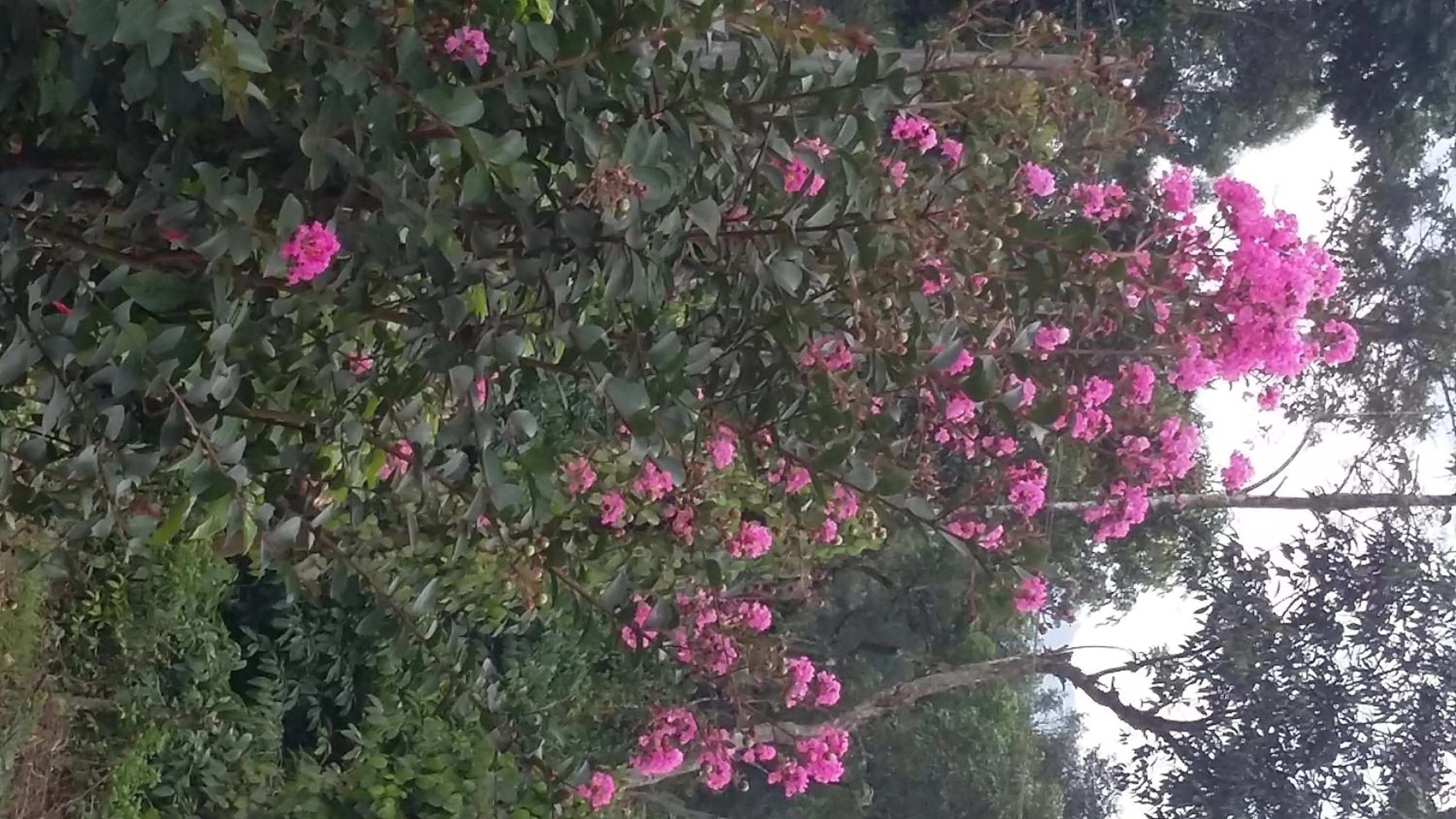 Garden view in The Blue Mountains Estate Stay