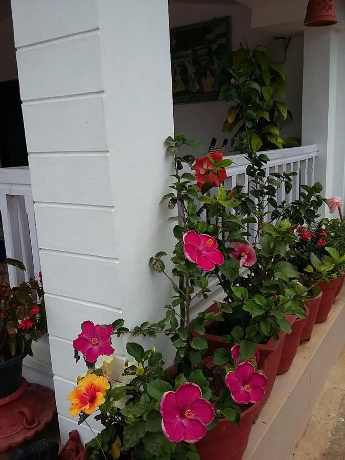 Garden view in The Blue Mountains Estate Stay