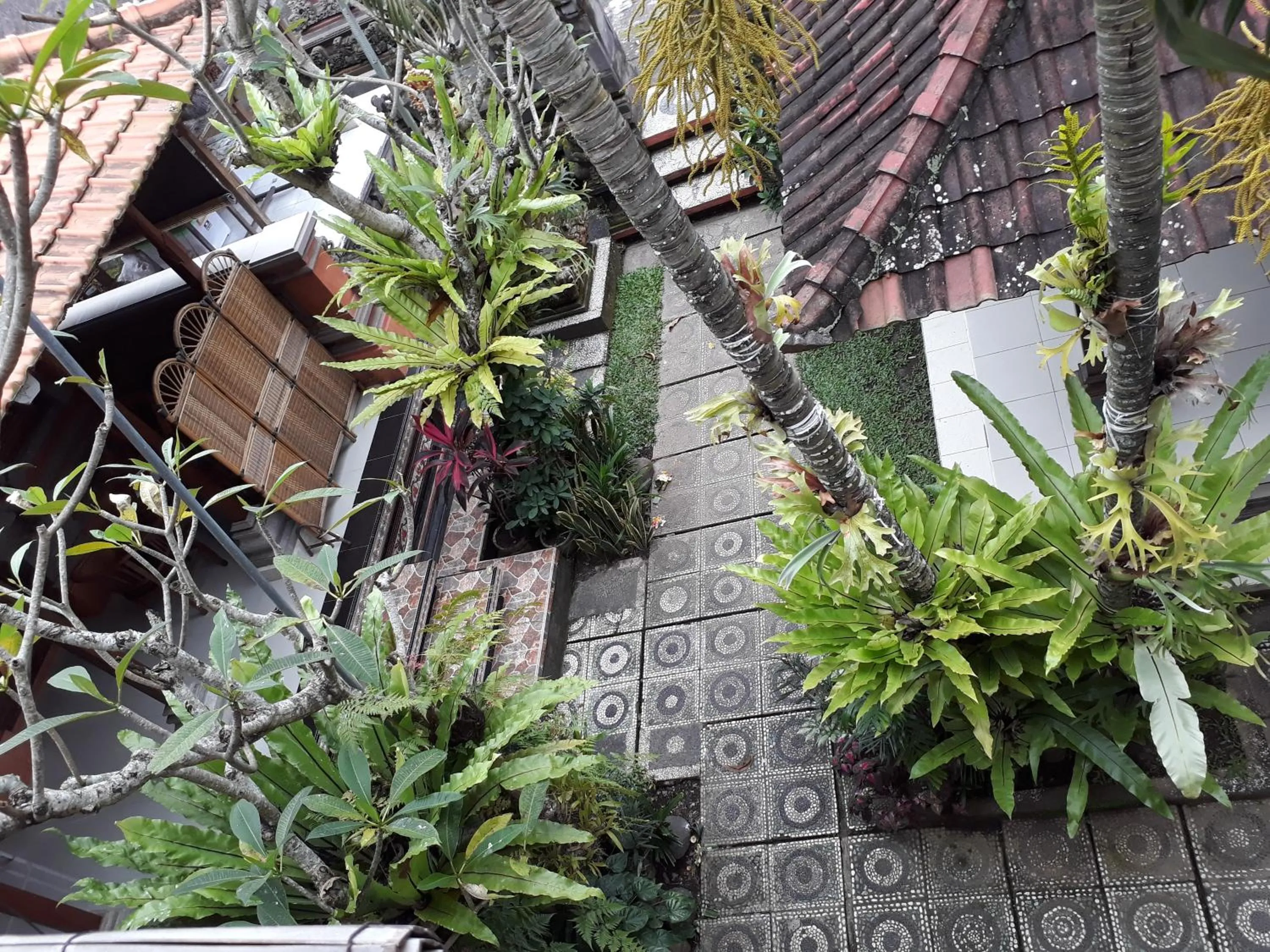 Garden in Nyoman House Ubud