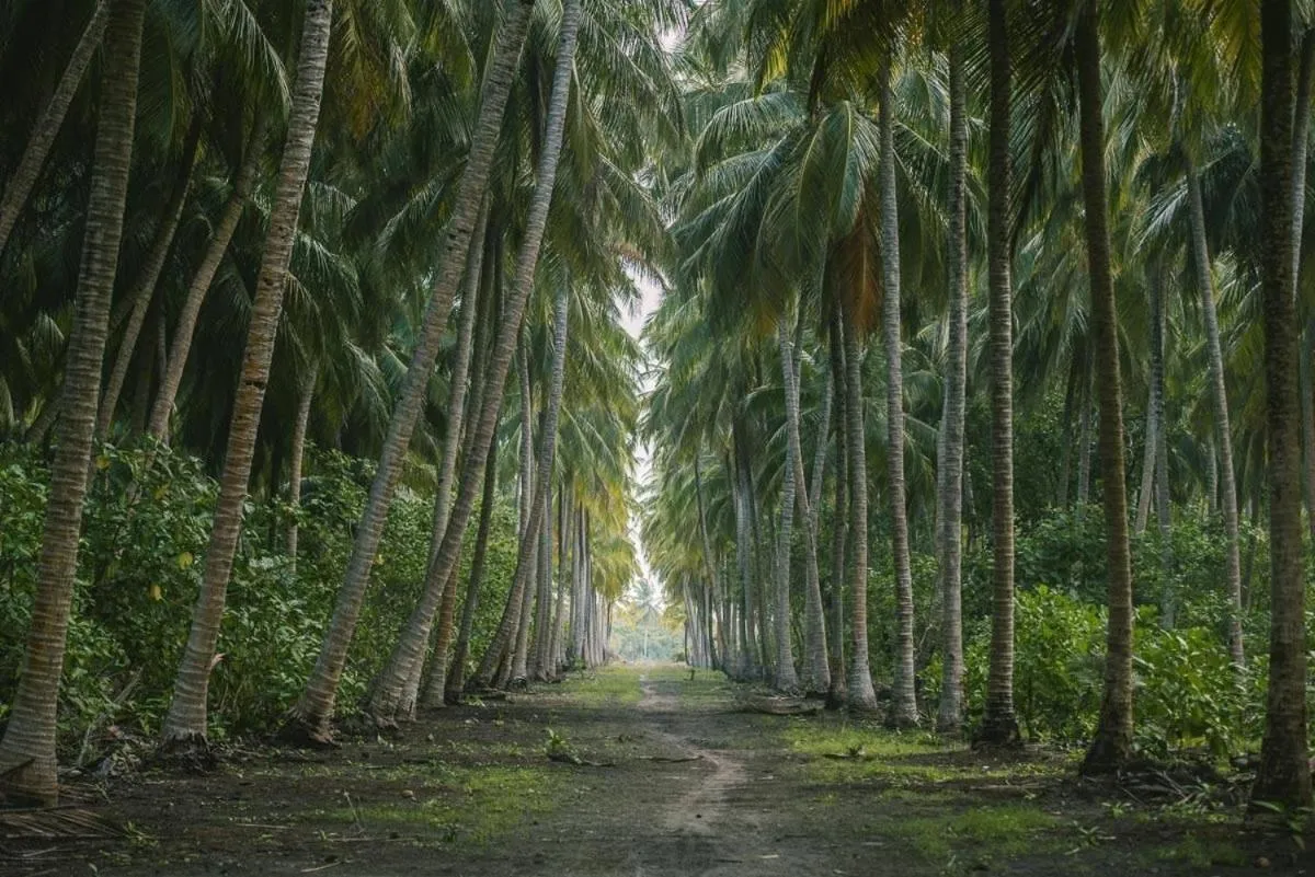 Natural landscape in Long Beach Laamu Hotel