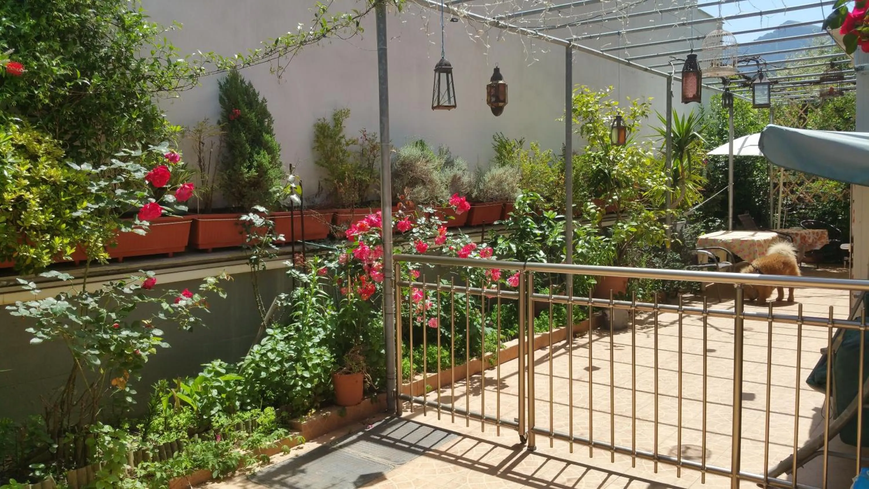 Garden in Villa Anna