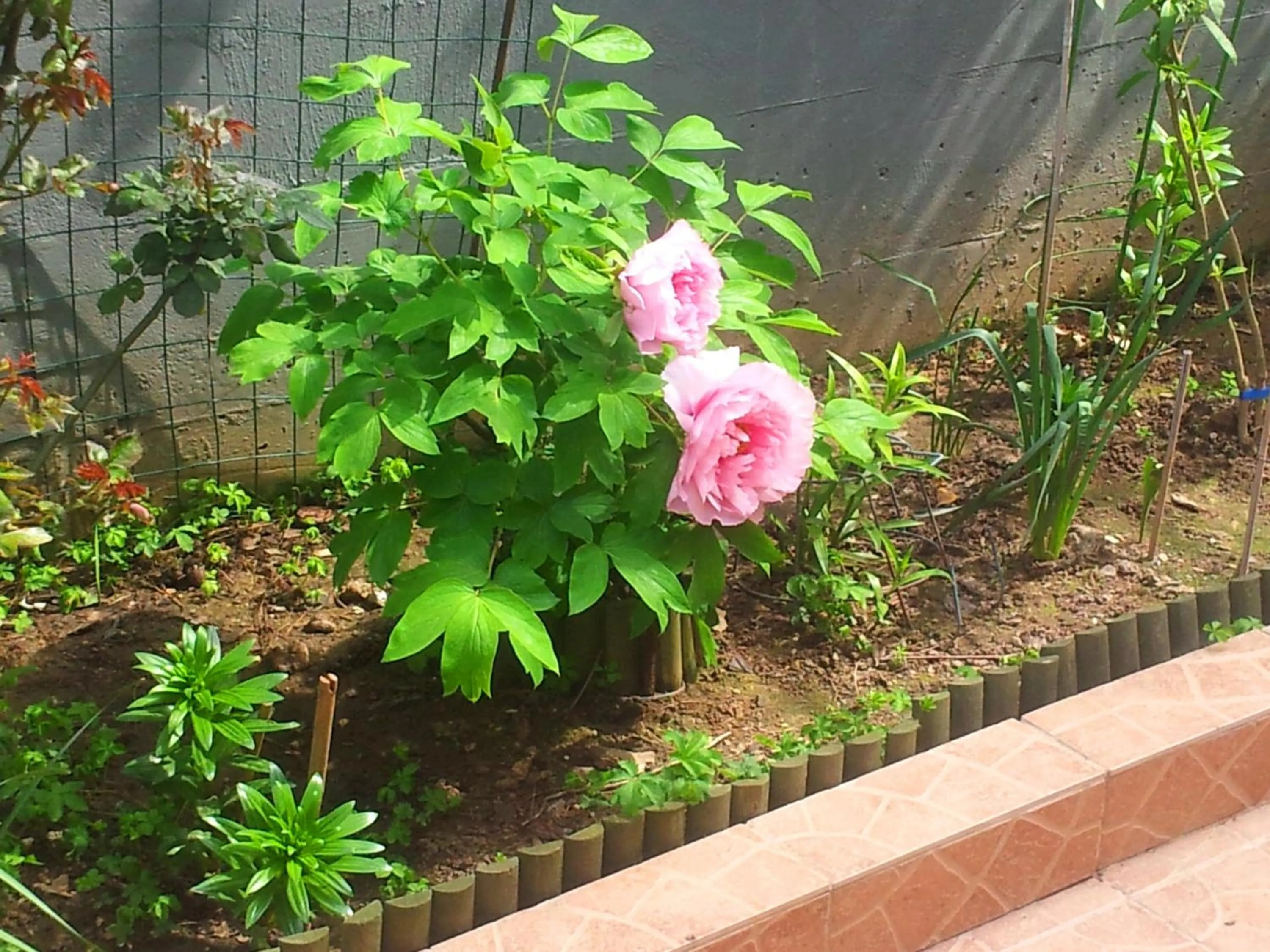 Garden in Villa Anna