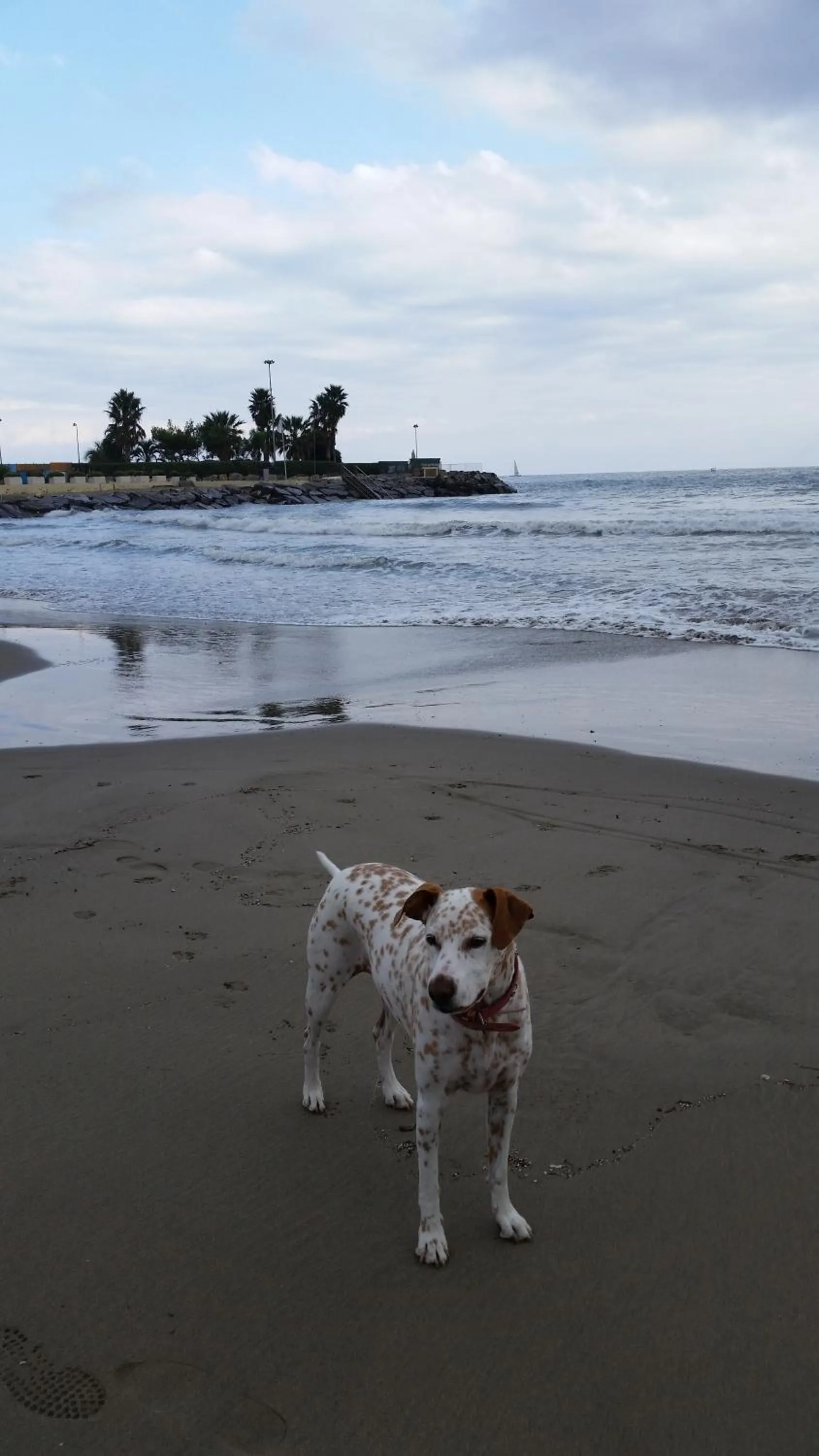 Animals in Hotel Splendid