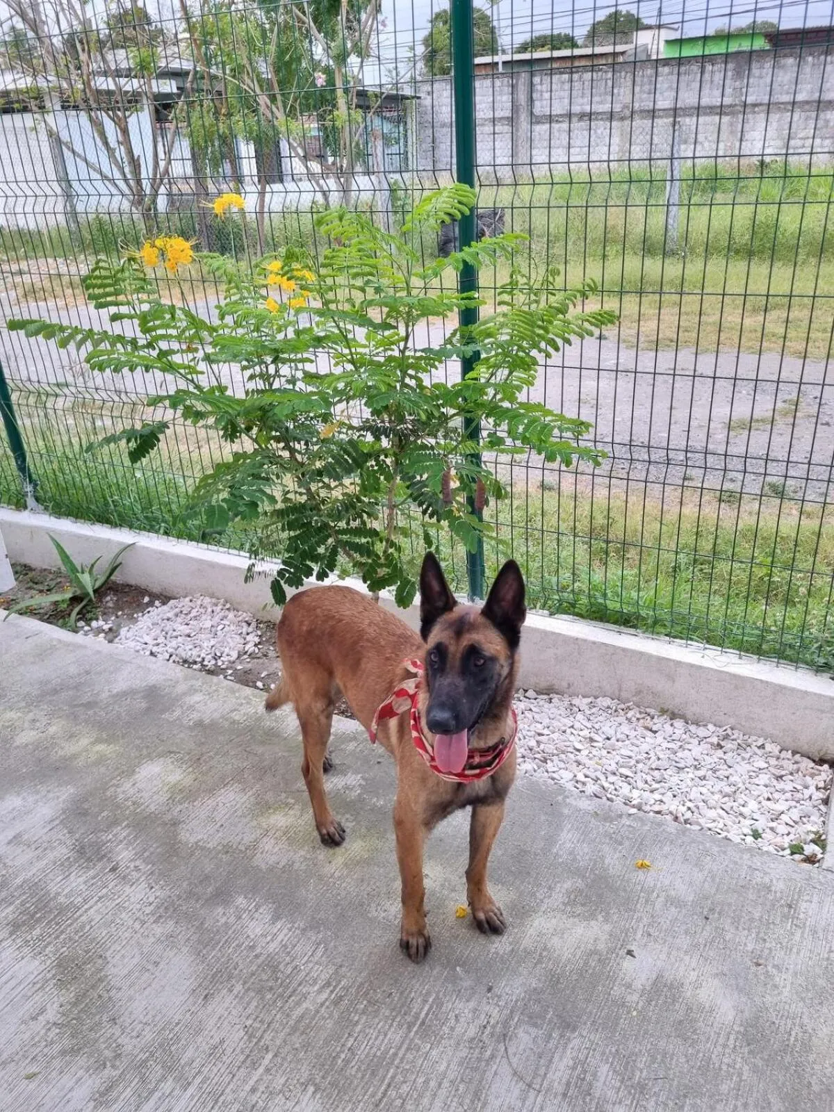 Garden in Villas La Vista