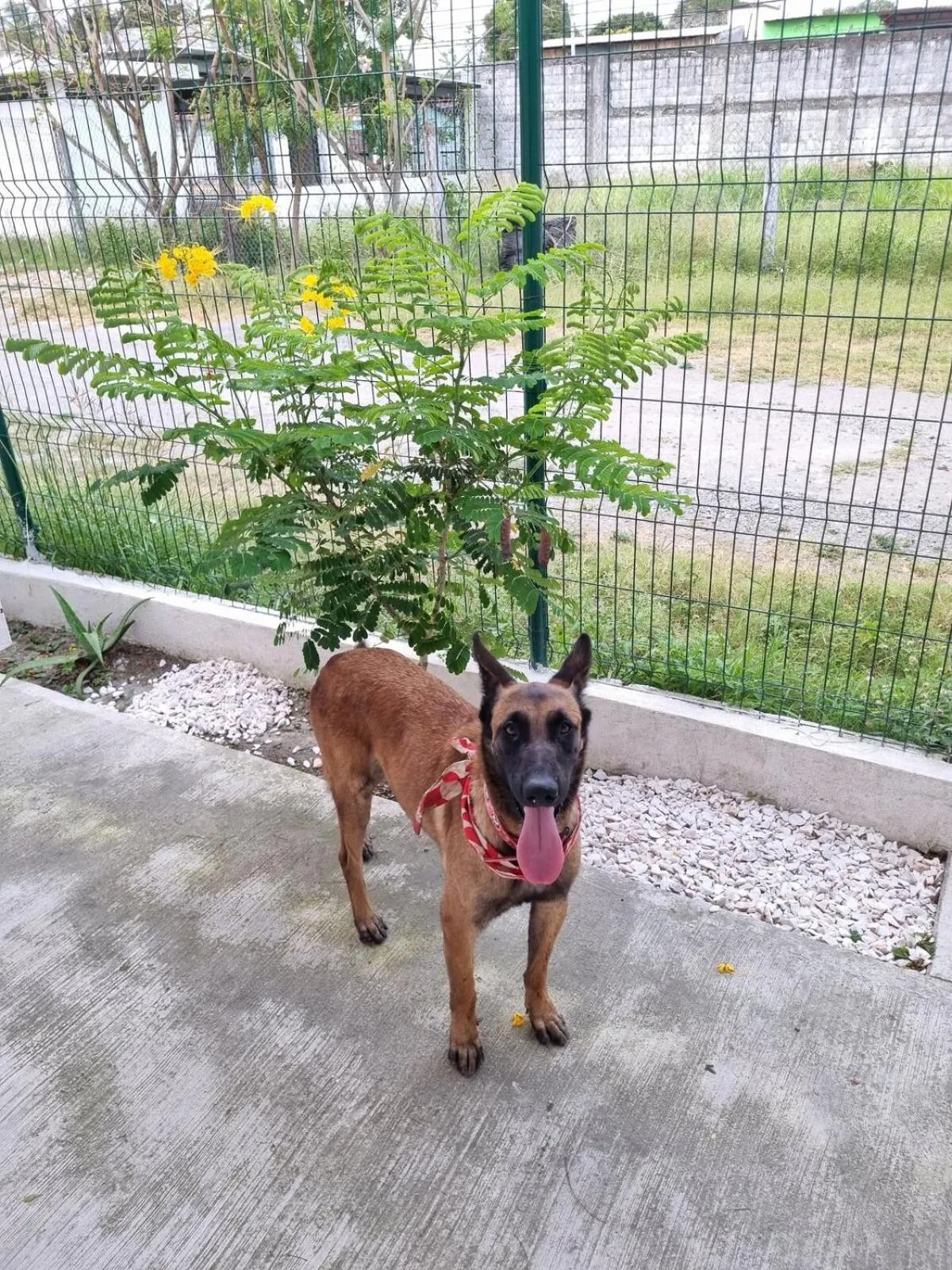 Garden in Villas La Vista