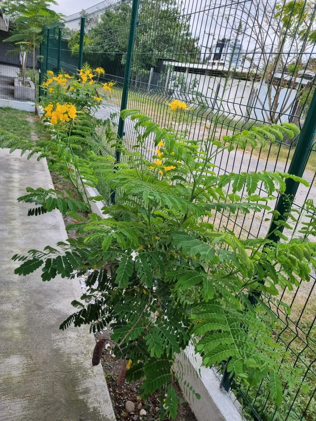 Spring in Villas La Vista