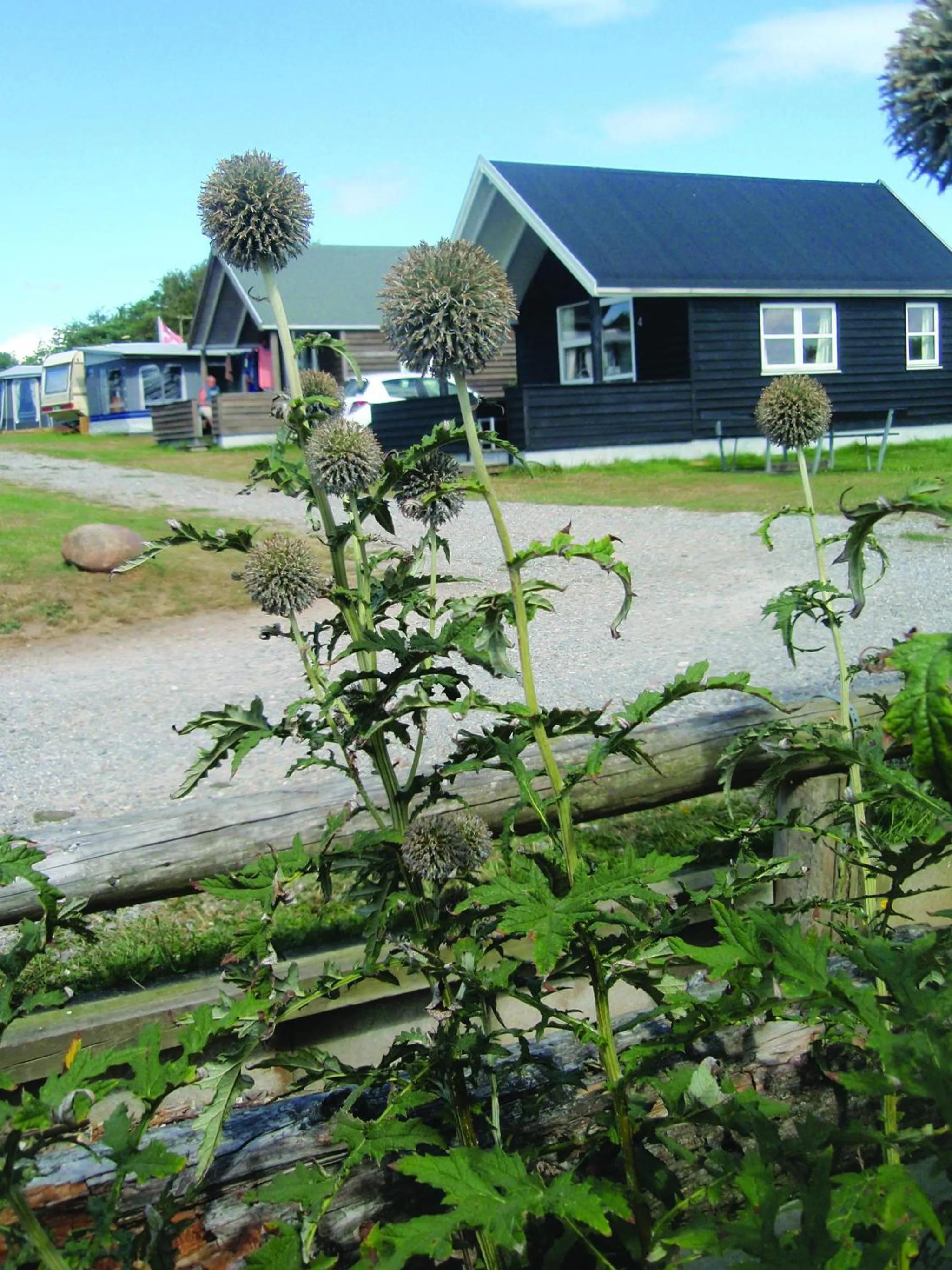 Area and facilities in Toftum Bjerge Camping & Cottages
