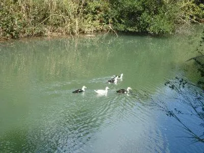 Animals in Georgina Apartments