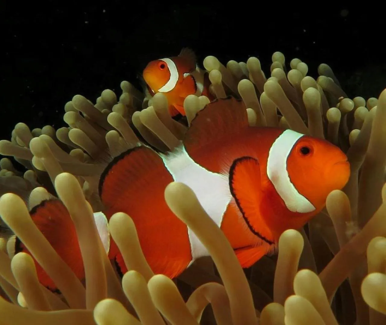 Activities in Papa Freds Beach Resort