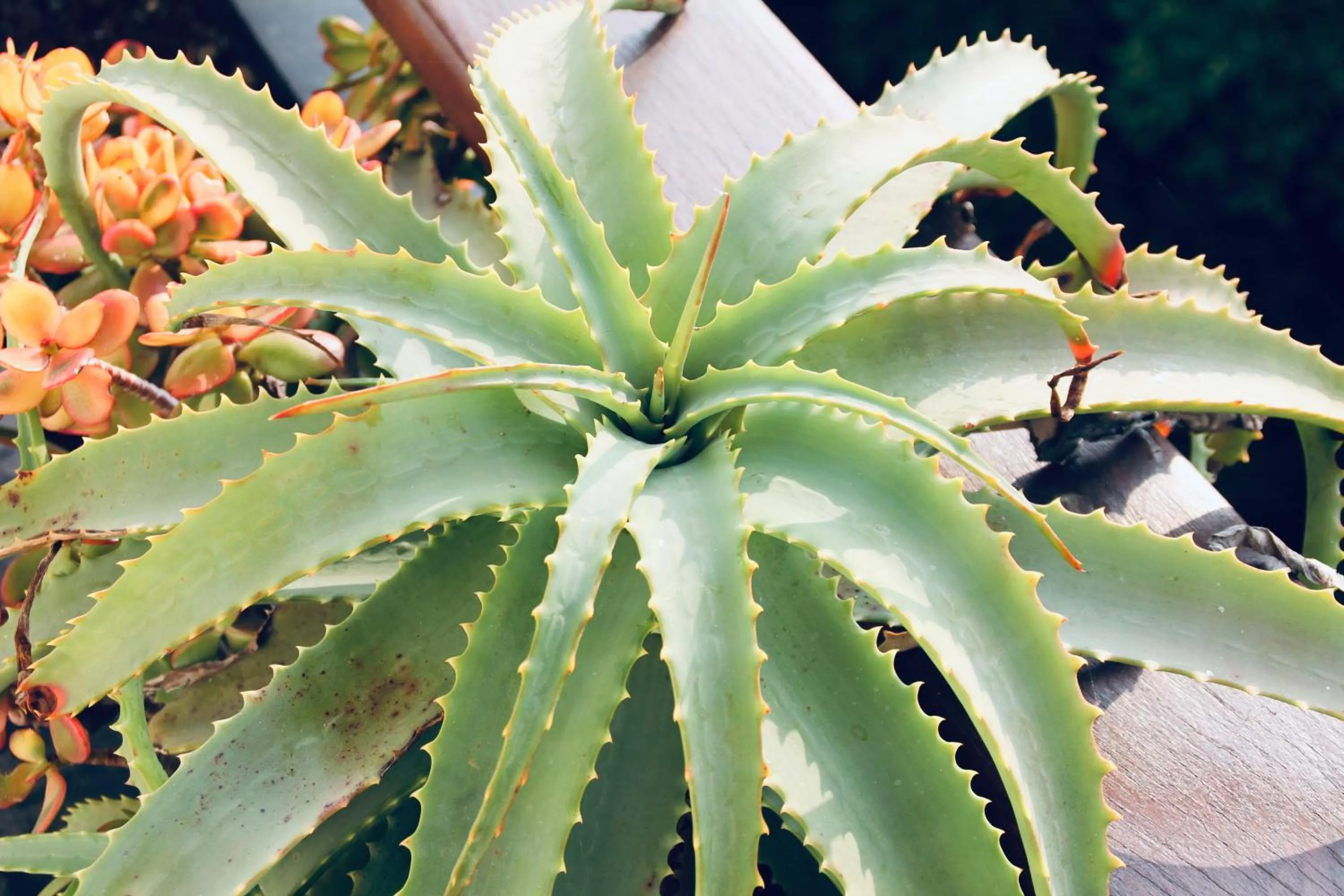 Day in Villa Domus 1938