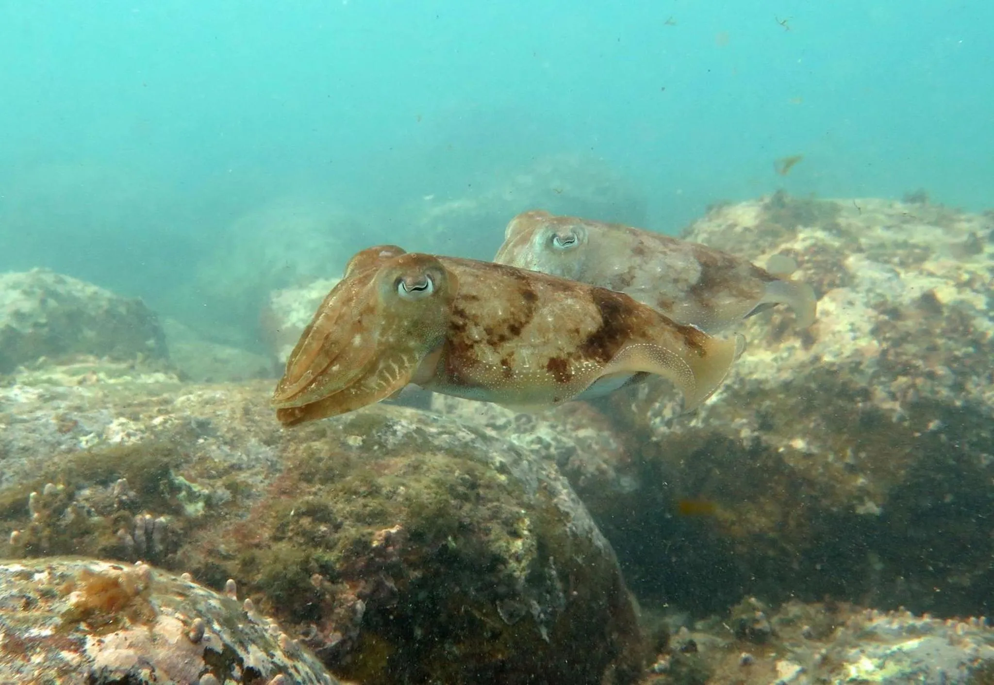 Snorkeling in Belo Monte Hotel and Museum