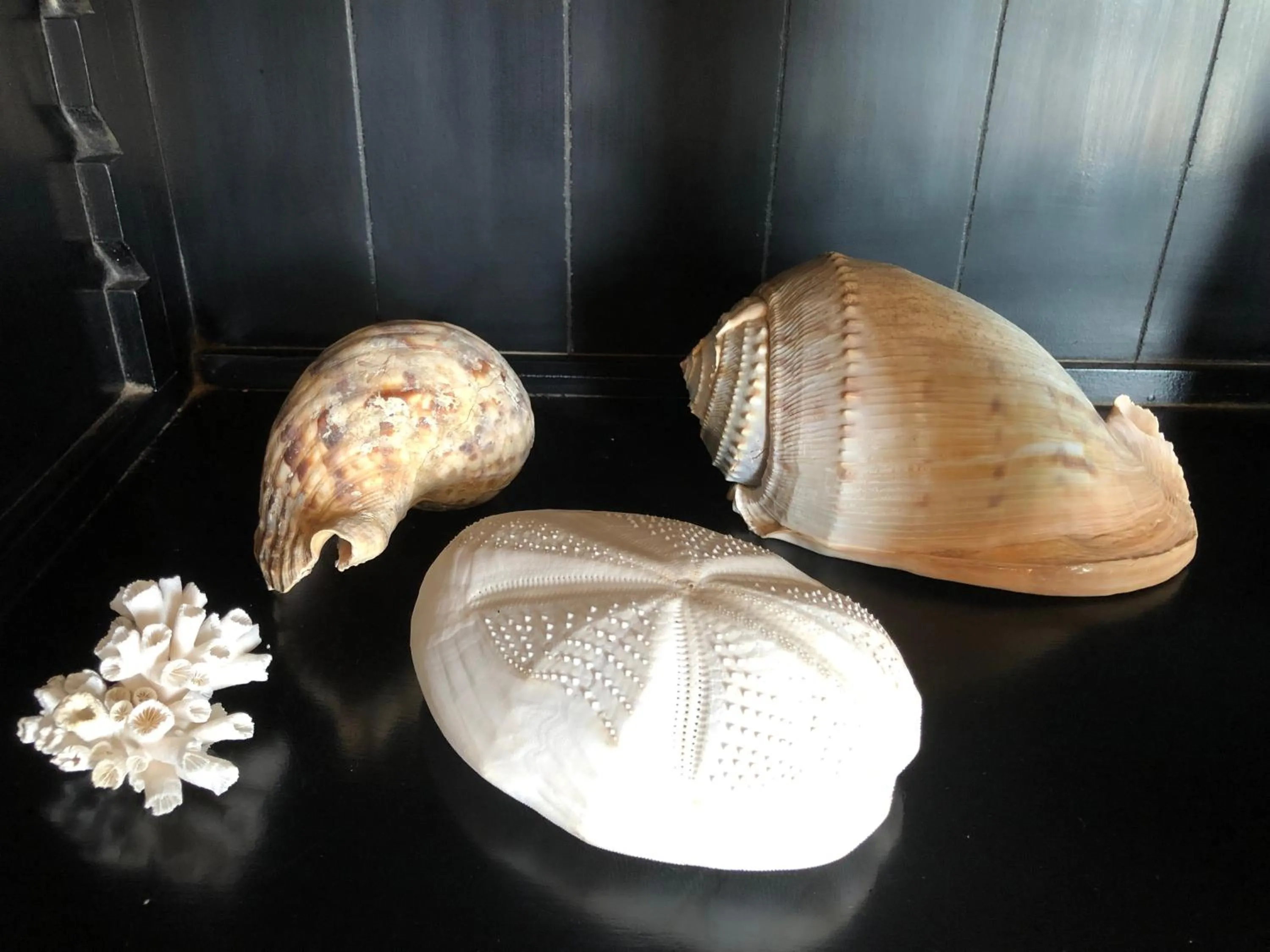 Animals in Belo Monte Hotel and Museum