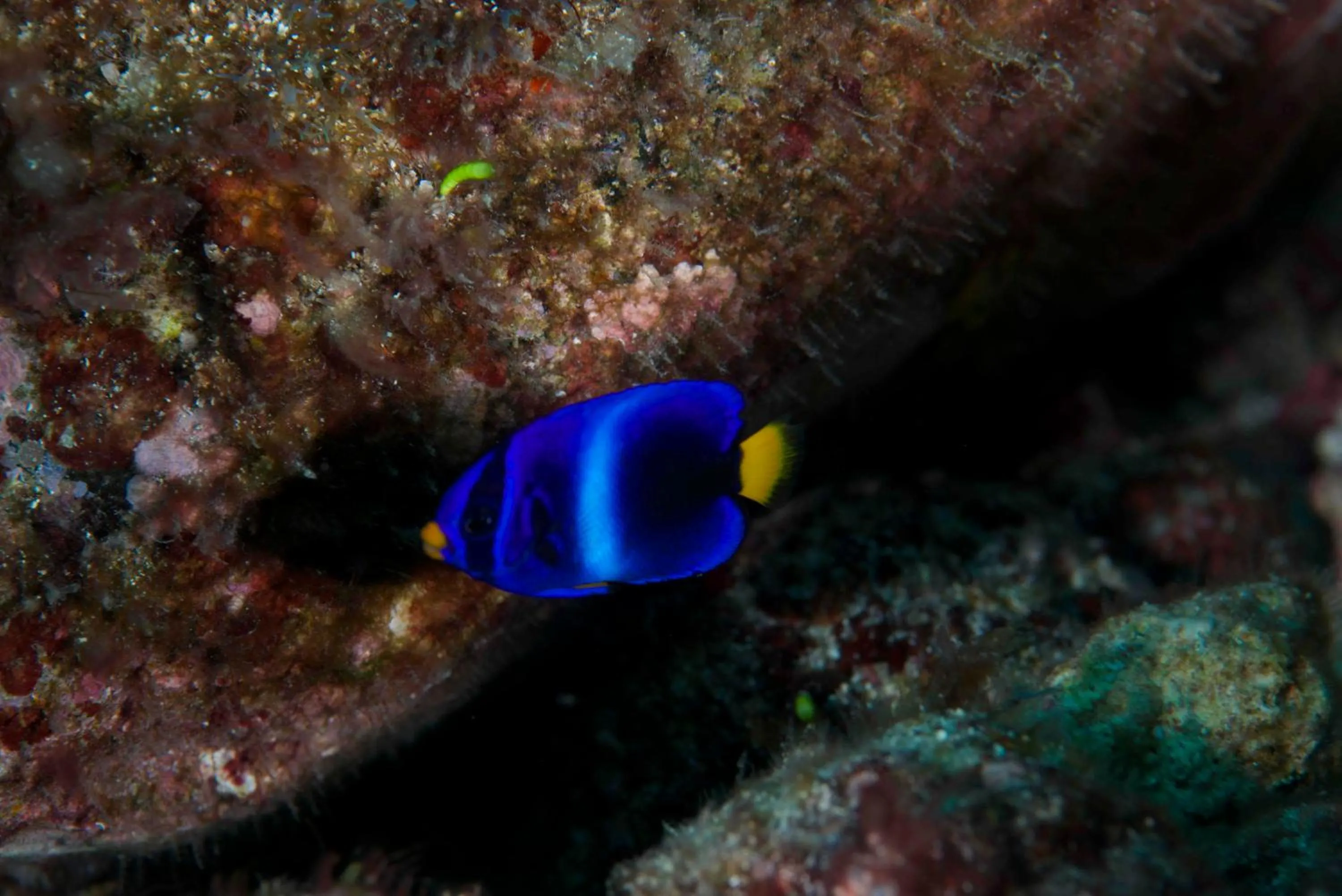Snorkeling in Belo Monte Hotel and Museum