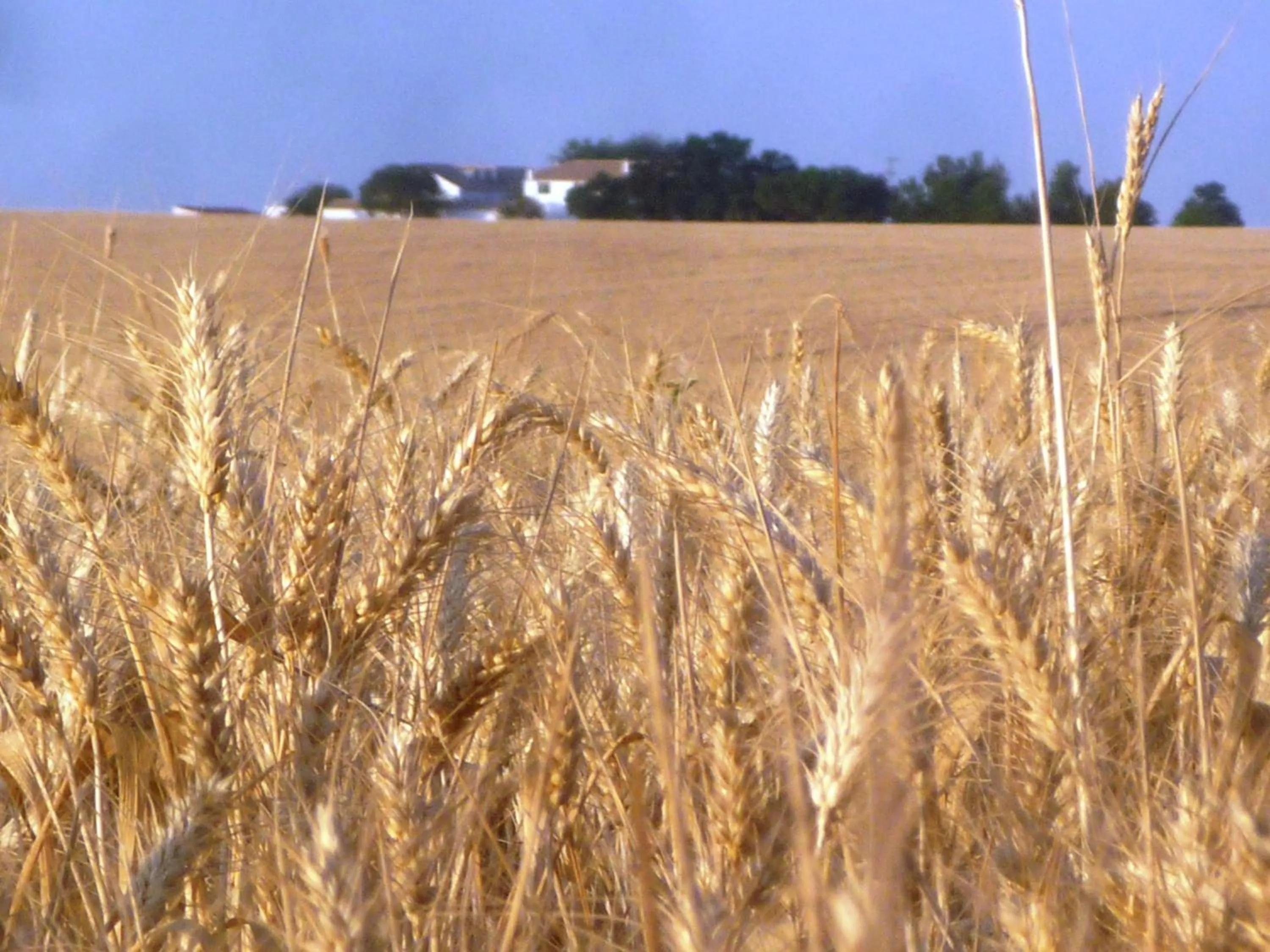 View (from property/room) in Cortijo de Vega Grande