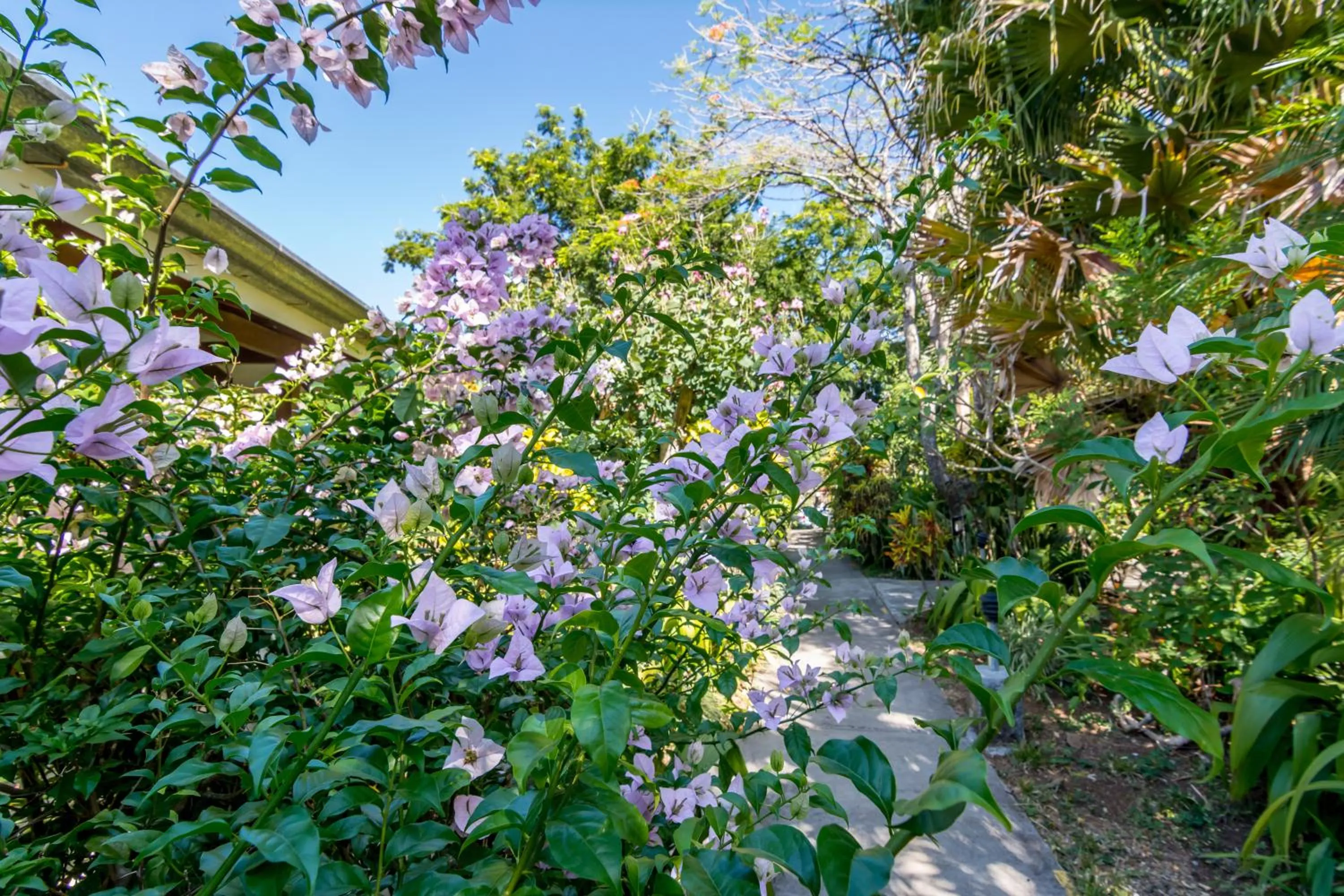 Garden in Hotel Colinas del Sol