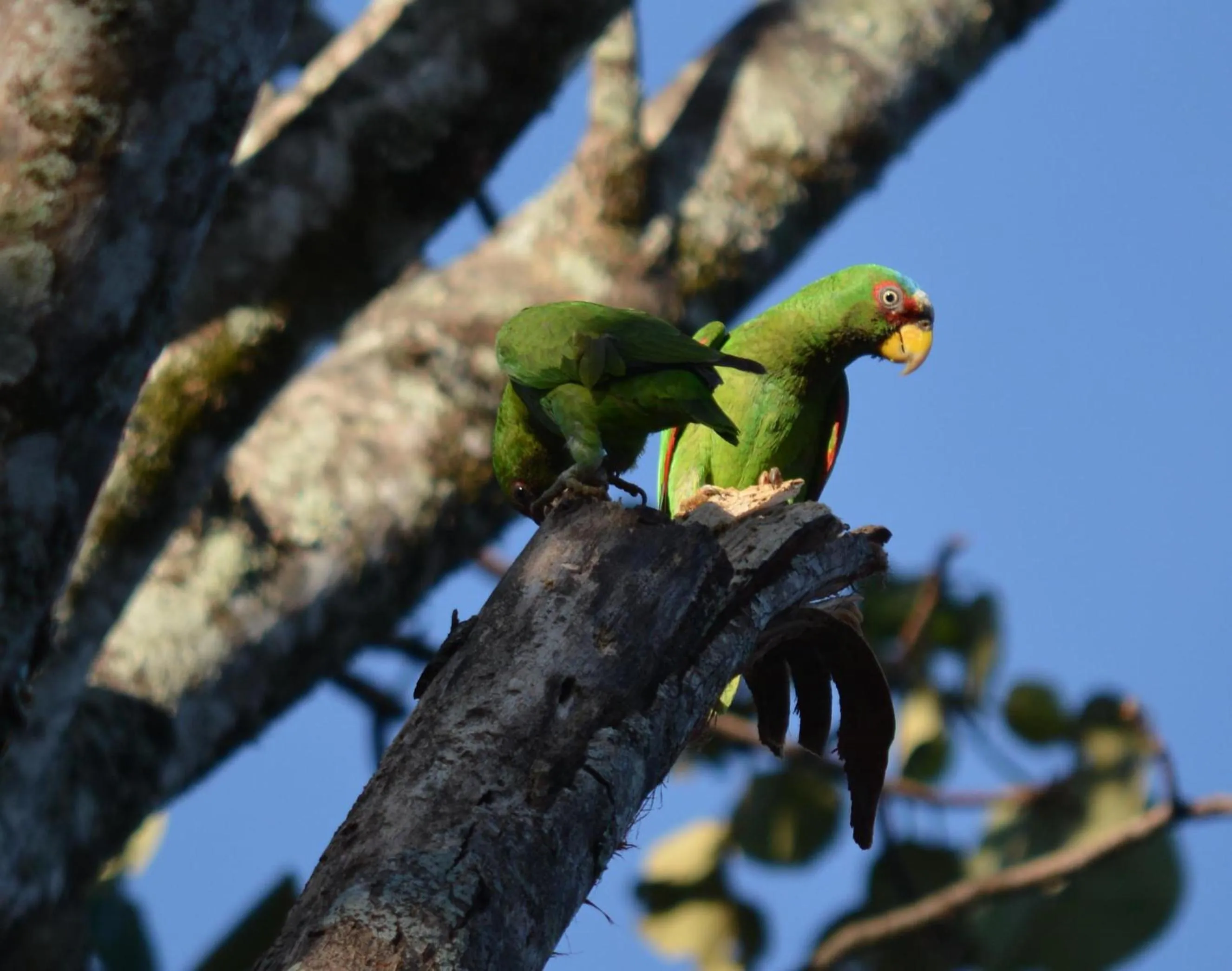 Animals in Hotel Colinas del Sol