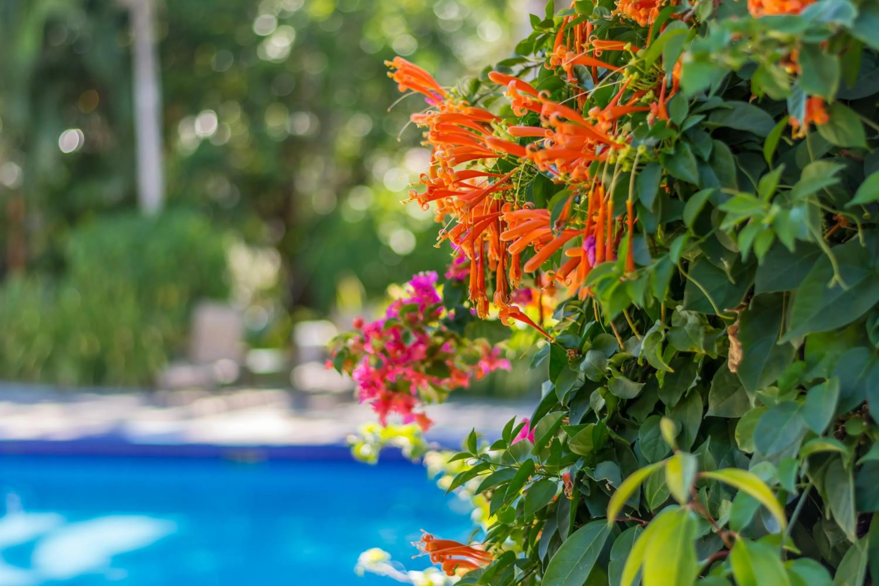 Garden in Hotel Colinas del Sol
